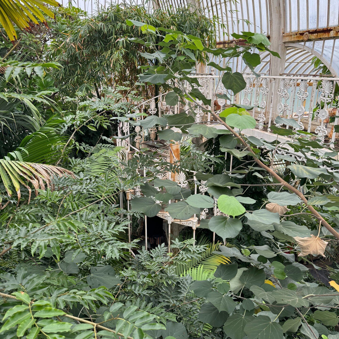 Today was maybe not the best weather to go visit Kew Gardens but on the plus it was probably less crowded. Orchid Festival now on and if you love orchids this is for you. I love the foliage in the greenhouses, the Palm House was glorious and the cact