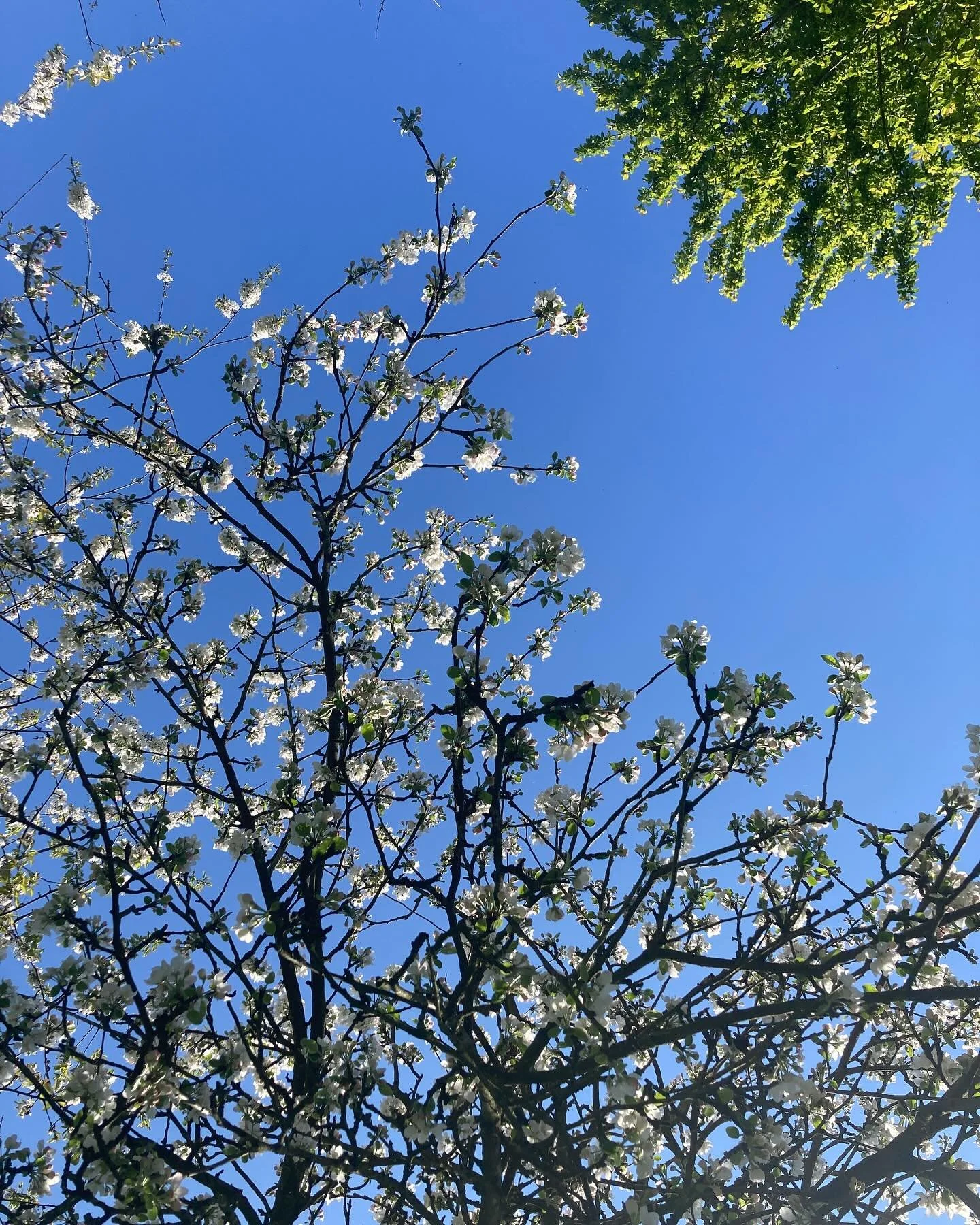 Presque seulement les vacances et les petits plaisirs du printemps 🌞

Bient&ocirc;t la reprise pour le dernier marathon ! Promis, j&rsquo;essaye de vous montrer un peu plus tout &ccedil;a.