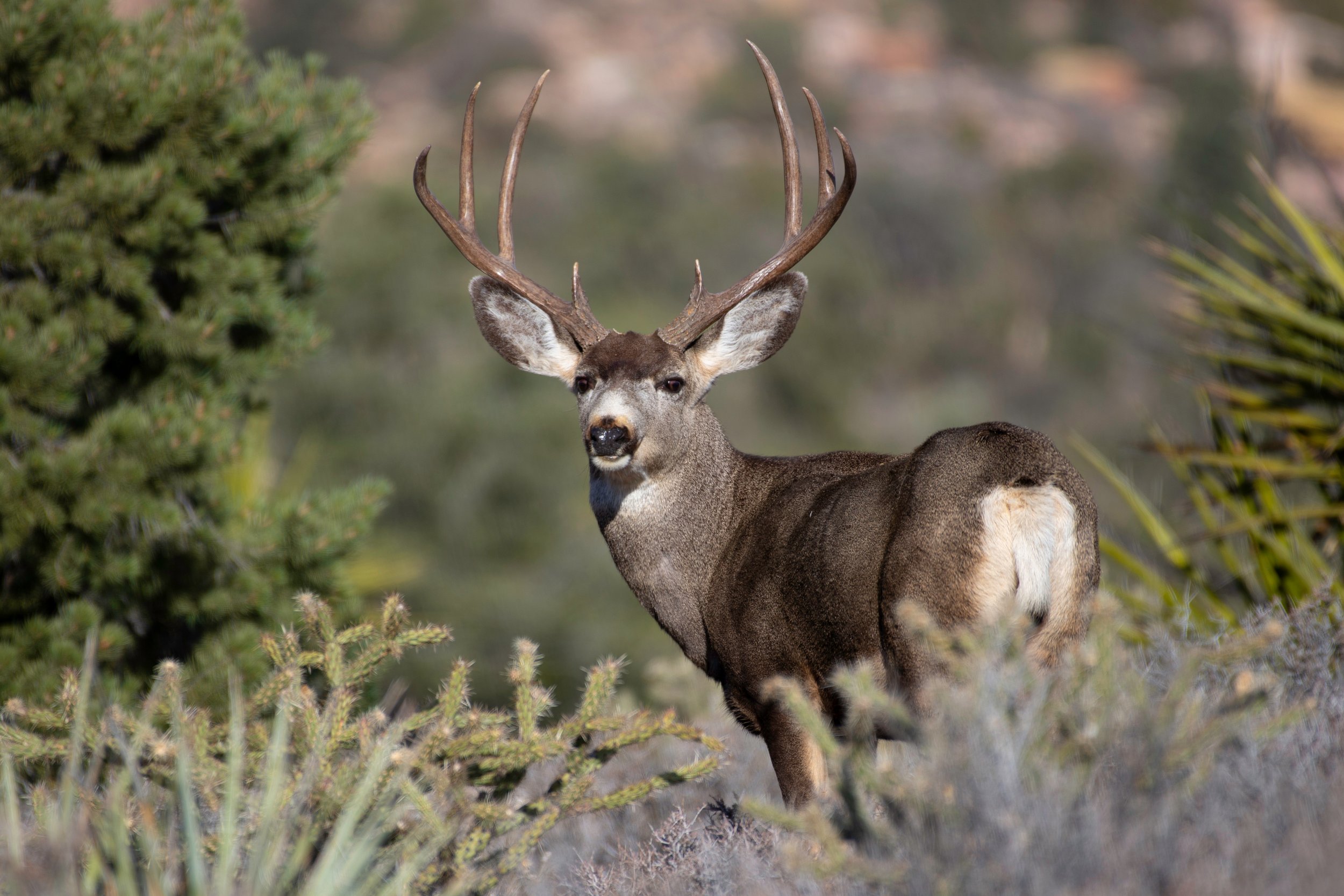 Stringfield at Granite Mountain Wildlife Prescott.jpg