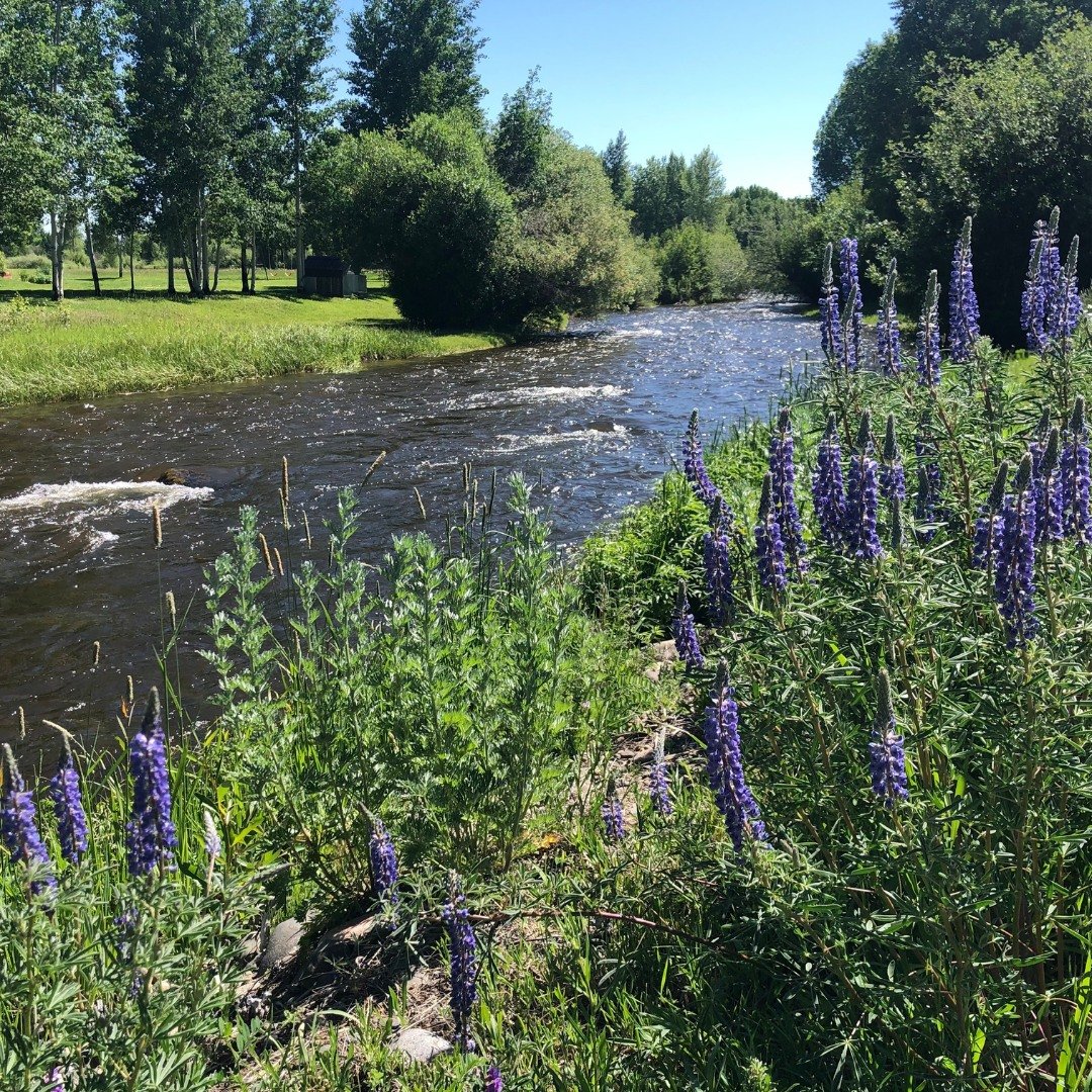 Take a look at this scenic Ohio Creek Frontage property situated at 205 Spring Meadows Trail! Located  just north of Gunnison in the Spring Meadows Subdivision, this 1-acre, level building site boasts panoramic views in all directions. Enjoy the lush