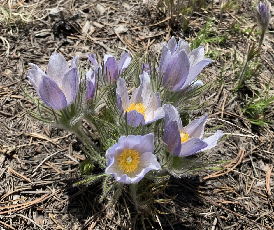 🌸 Spring has arrived in Crested Butte and the Gunnison Valley&mdash;about 4-6 weeks earlier than usual! 🌞 Flowers are popping up, trails are opening, and people are already rocking shorts and tank tops! 😎 I got my first hike to the caves in this m