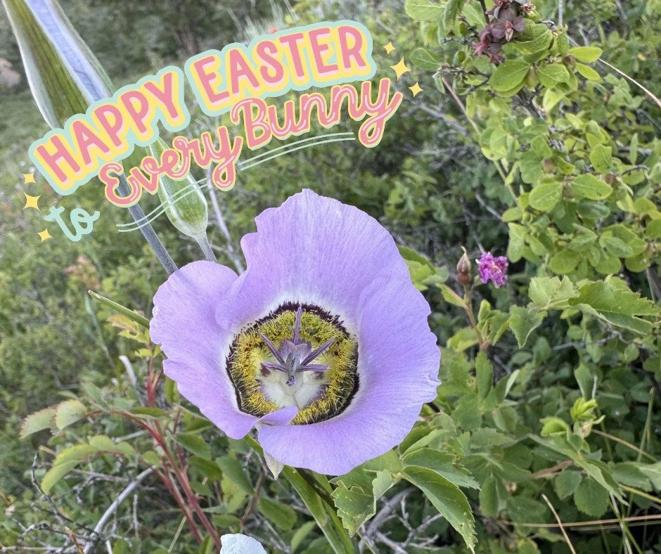 Happy Easter 🐣🌸 &mdash; enjoy the sunshine and time with family and friends. 
.
.
.
.
.
#bringingdreamshome #bluebirdrealestate #crestedbutte #crestedbuttecolorado #crestedbutterealestate #coloradorealestate #mountainliving #mountainthomes #skicb #