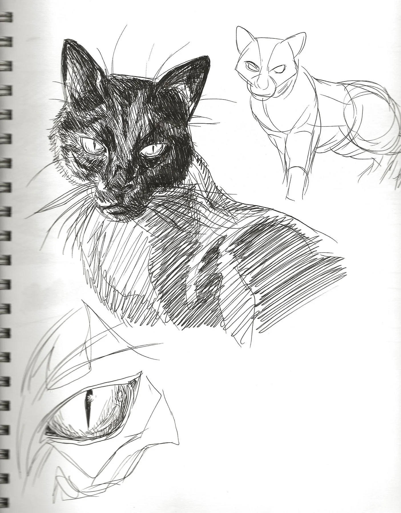 cat scan.jpg