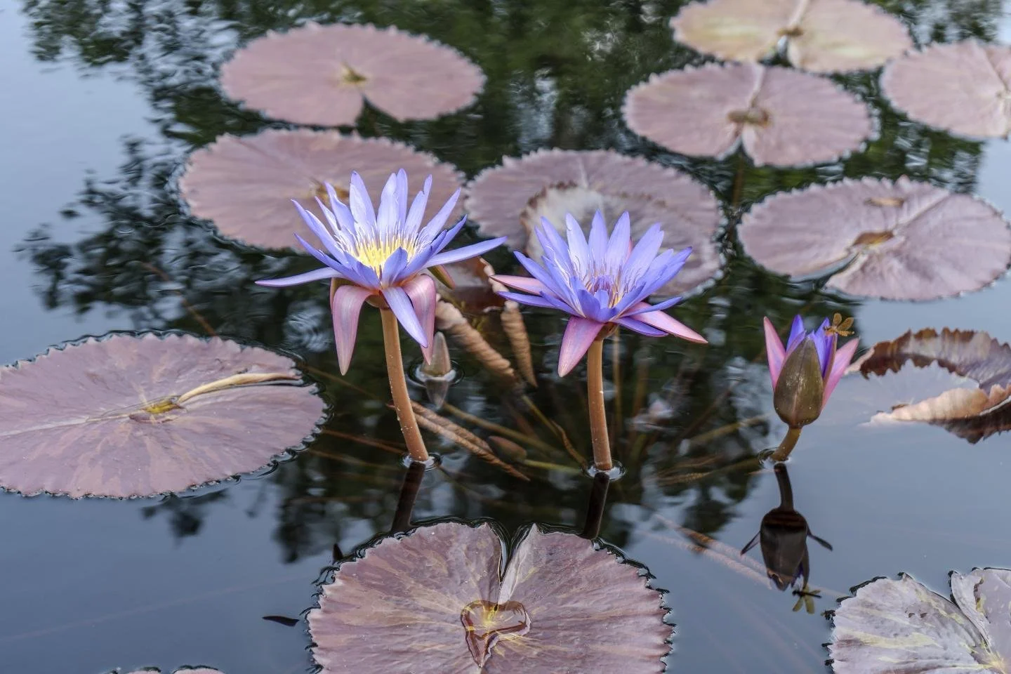 Madison Day 4 pt. 2
- - - 
🌷 Olbrich Gardens