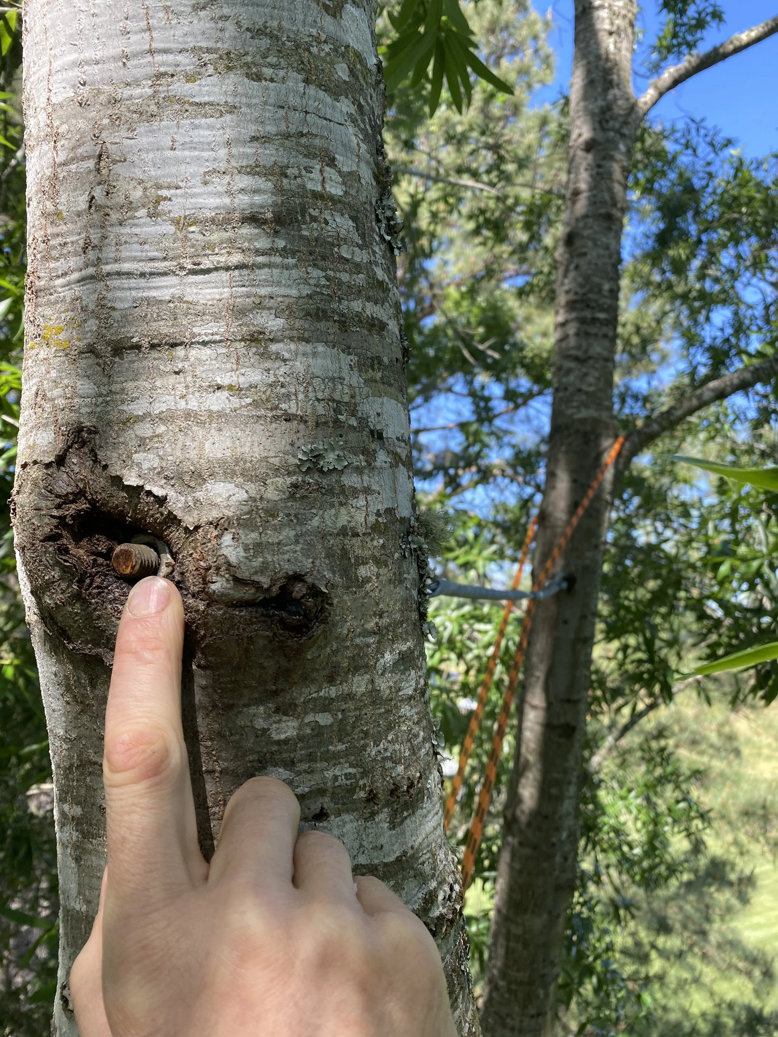 Tree cable being inspected during follow-up pruning.