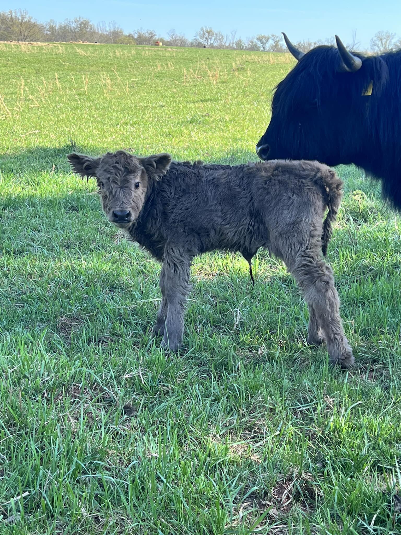 Last Chance Ranch Jax x LiTerra Smokestack gorgeous heifer born today. Mom was a first time heifer and is doing a great job.  Meet Laz E Hill Farm Maxie
#lazehillfarm #hipperheifer #highlandcattle