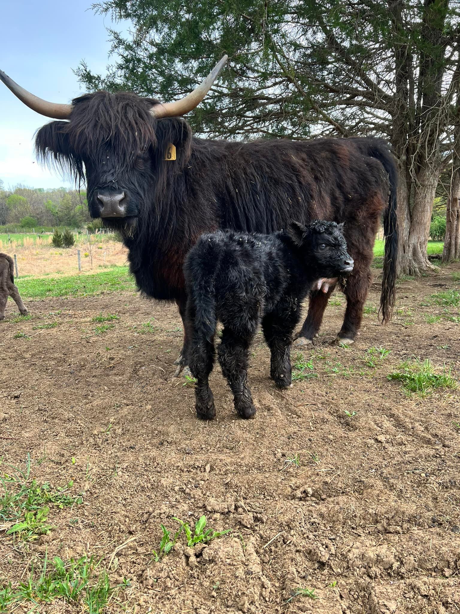 It&rsquo;s a boy. Laz E Hill Farm Midnight- was born this morning. One of our first heifers has turned into a beautiful brood cow Apple Hill Priscilla x Li Terra Smokestack, He&rsquo;s producing solid calves this season.  #lazehillfarm #highlandcattl