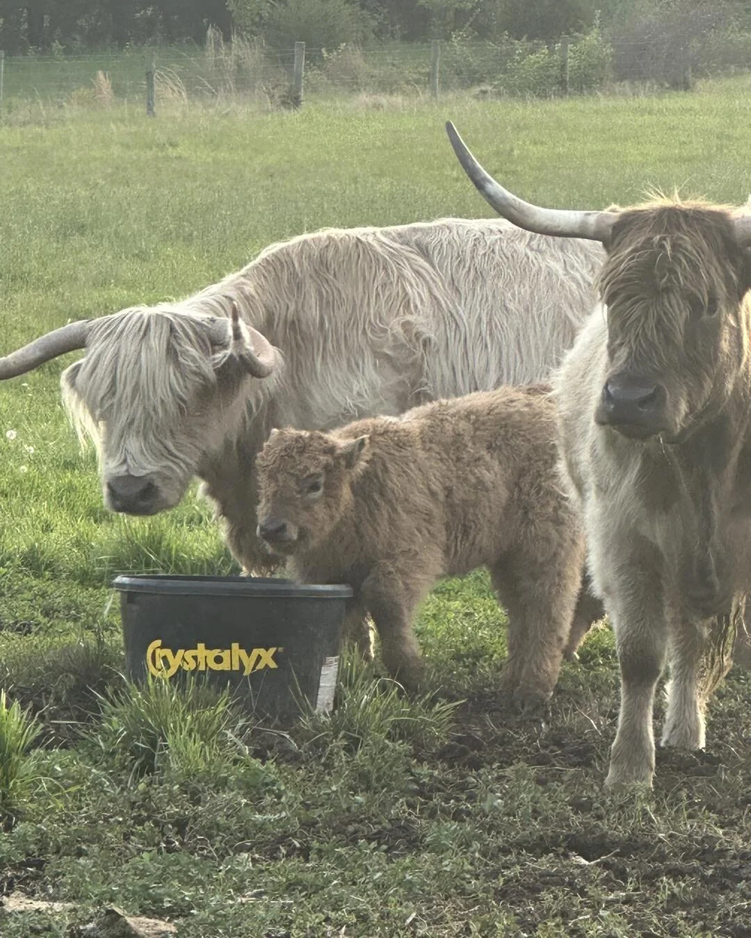 Proud to be stop number 17 on this year&rsquo;s Loudoun County Spring Farm Tour. Learn more at LoudounFarmTour.com. #LoudounFarmTour #LoudounPossible #lazehillfarm #highlandcattle