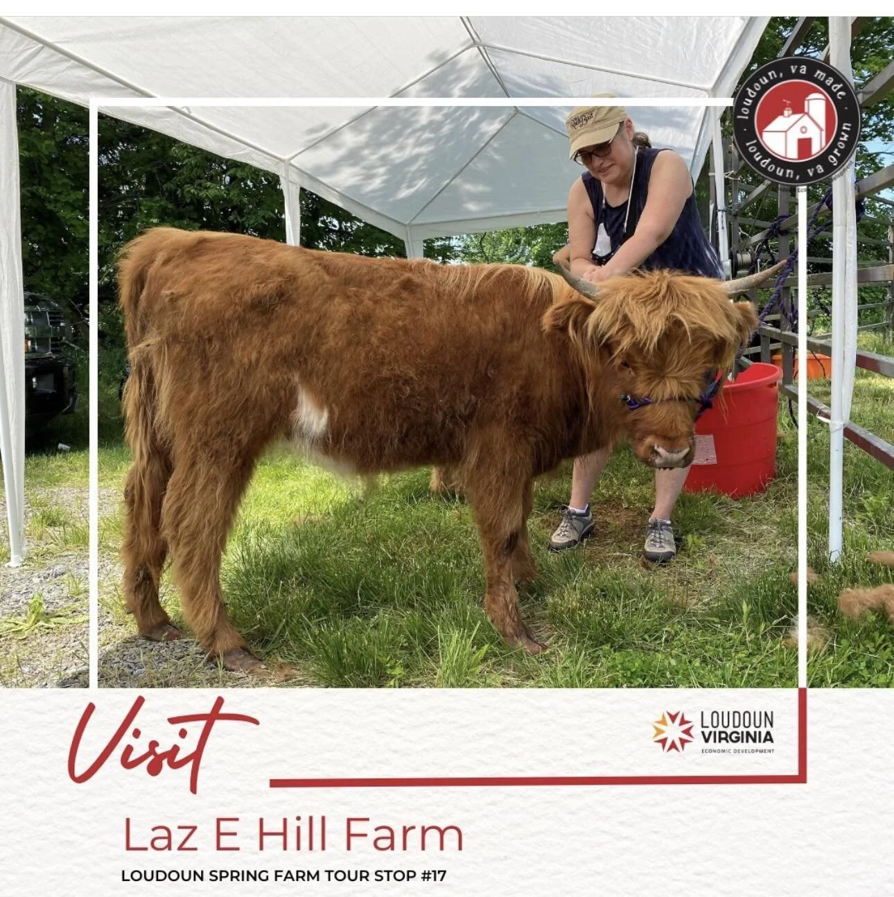 Proud to be stop number 17 on this year&rsquo;s Loudoun County Spring Farm Tour. Learn more at LoudounFarmTour.com.  #LoudounFarmTour #LoudounPossible #lazehillfarm #highlandcattle