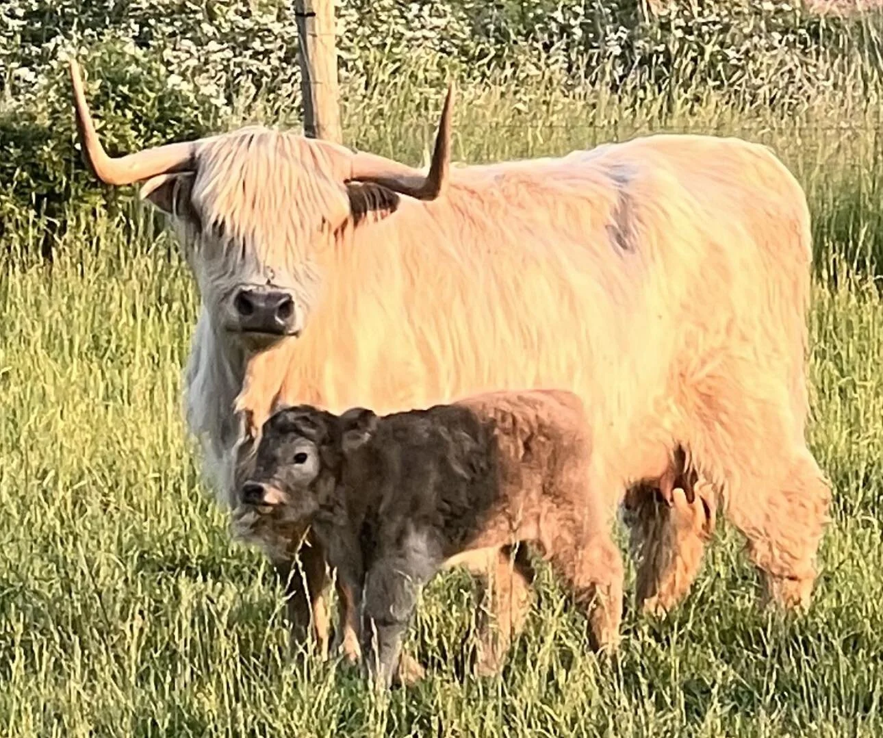Reminder Loudoun Farms Tour this Saturday and Sunday. You&rsquo;ll find us at 39990 Howsers Branch Dr., Aldie, VA 20105 our HAYMARKET farm is NOT on this tour. 
#loudouncountyva #highlandcattle #lazehillfarm