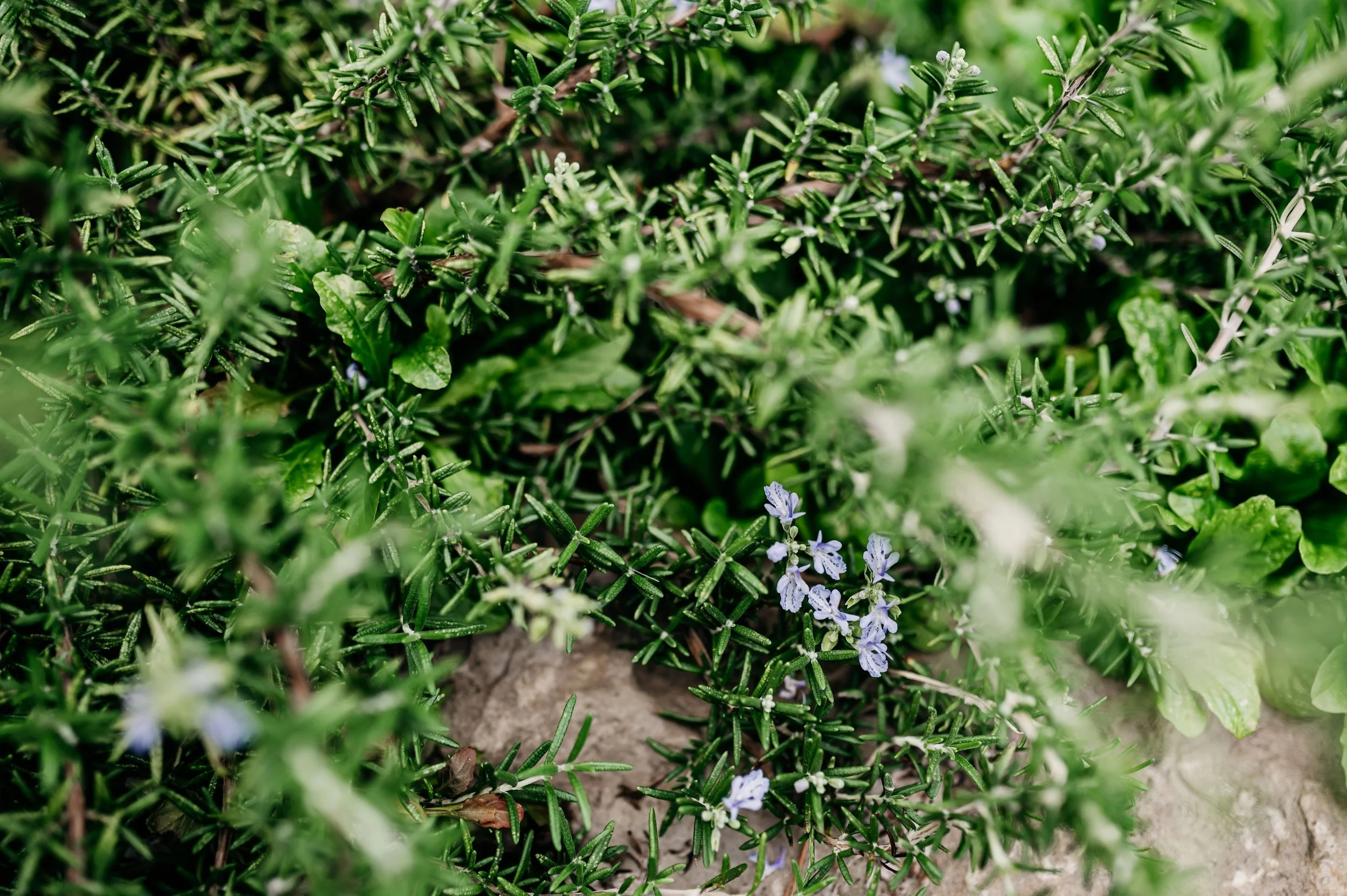 Trustworthy and true