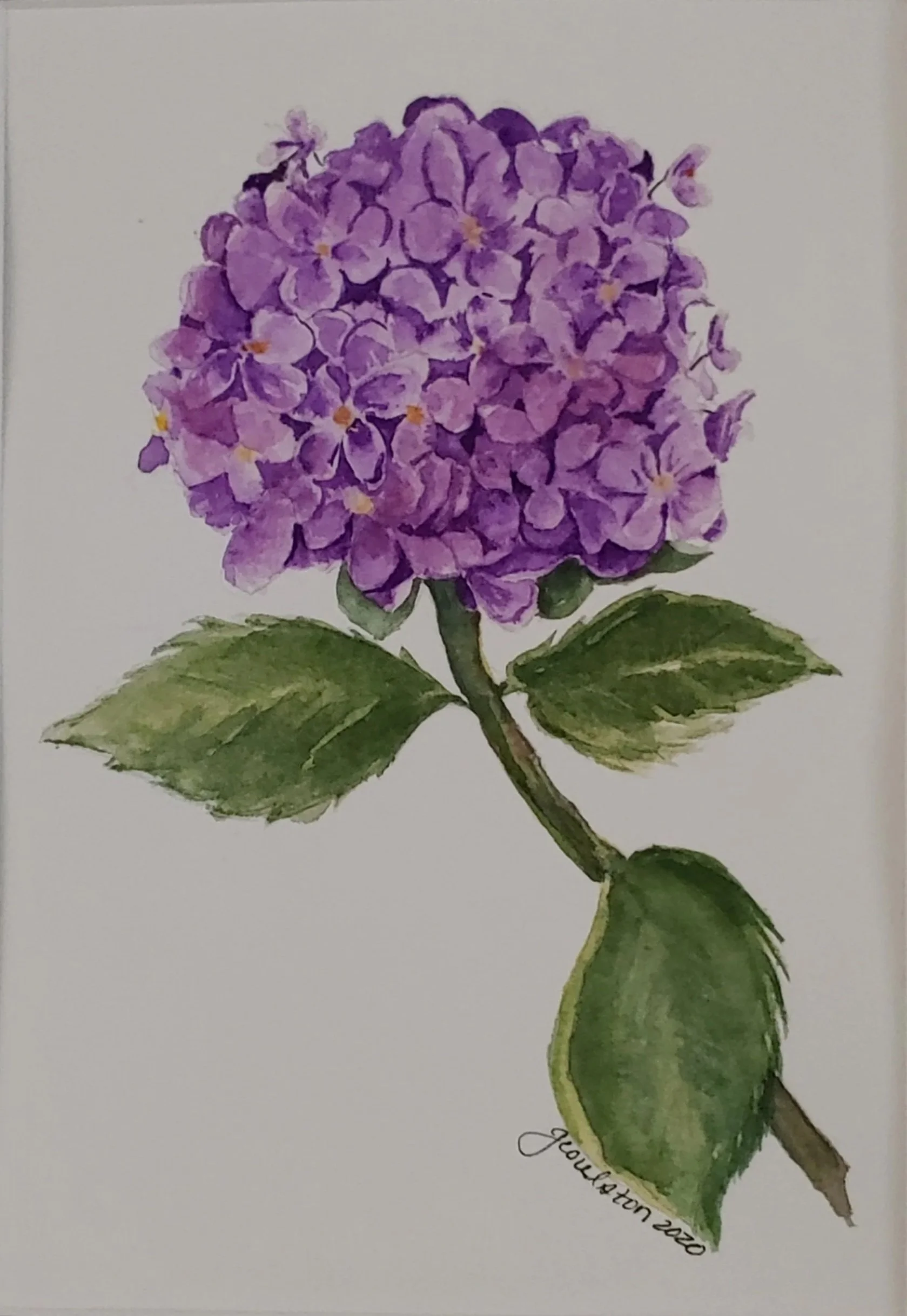 Purple Hydrangea - Watercolor