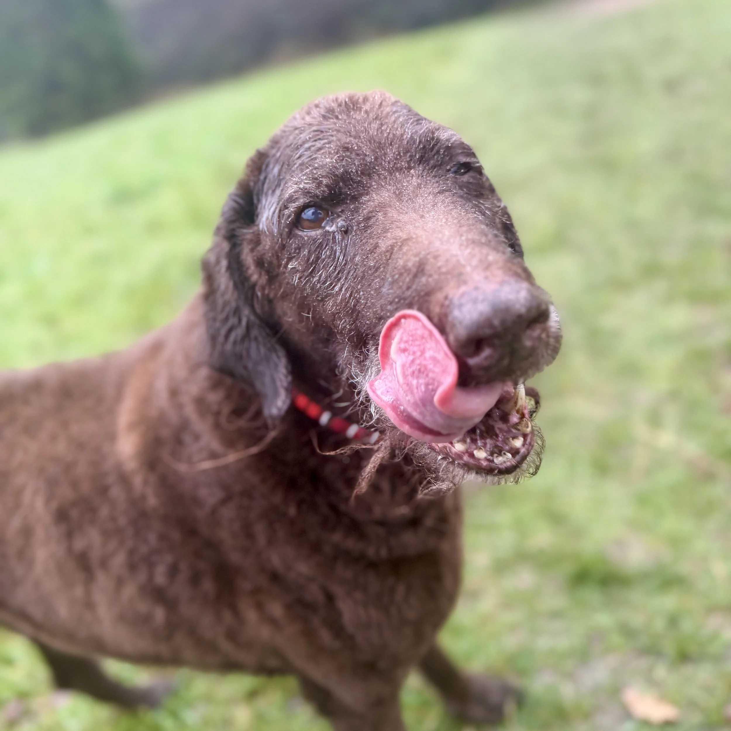 Close-up of a brown dog with wet fur, sticking out its pink tongue, in a grassy outdoor setting.