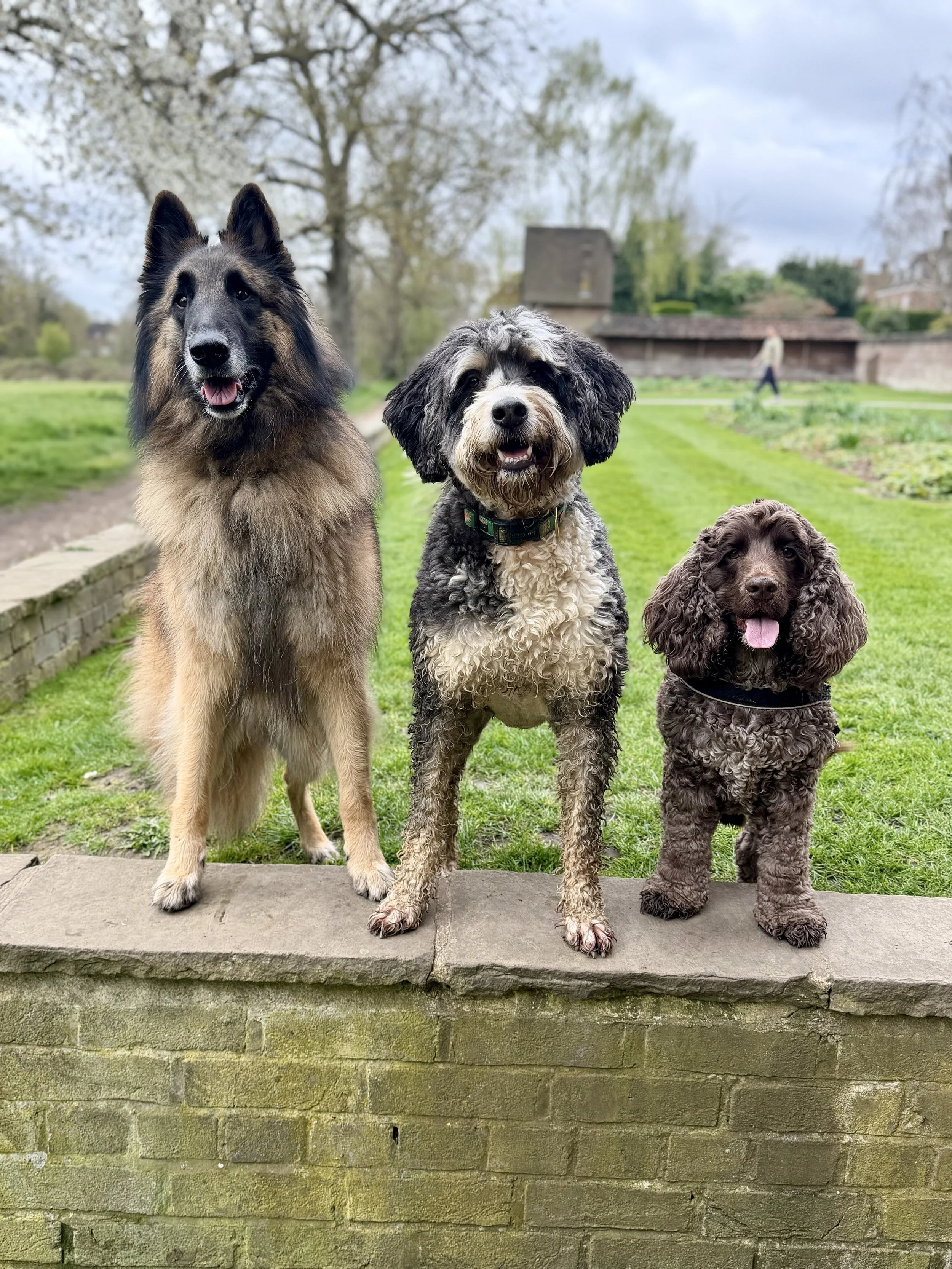 Three dogs standing on a stone ledge in a park with grass, trees, and buildings in the background.