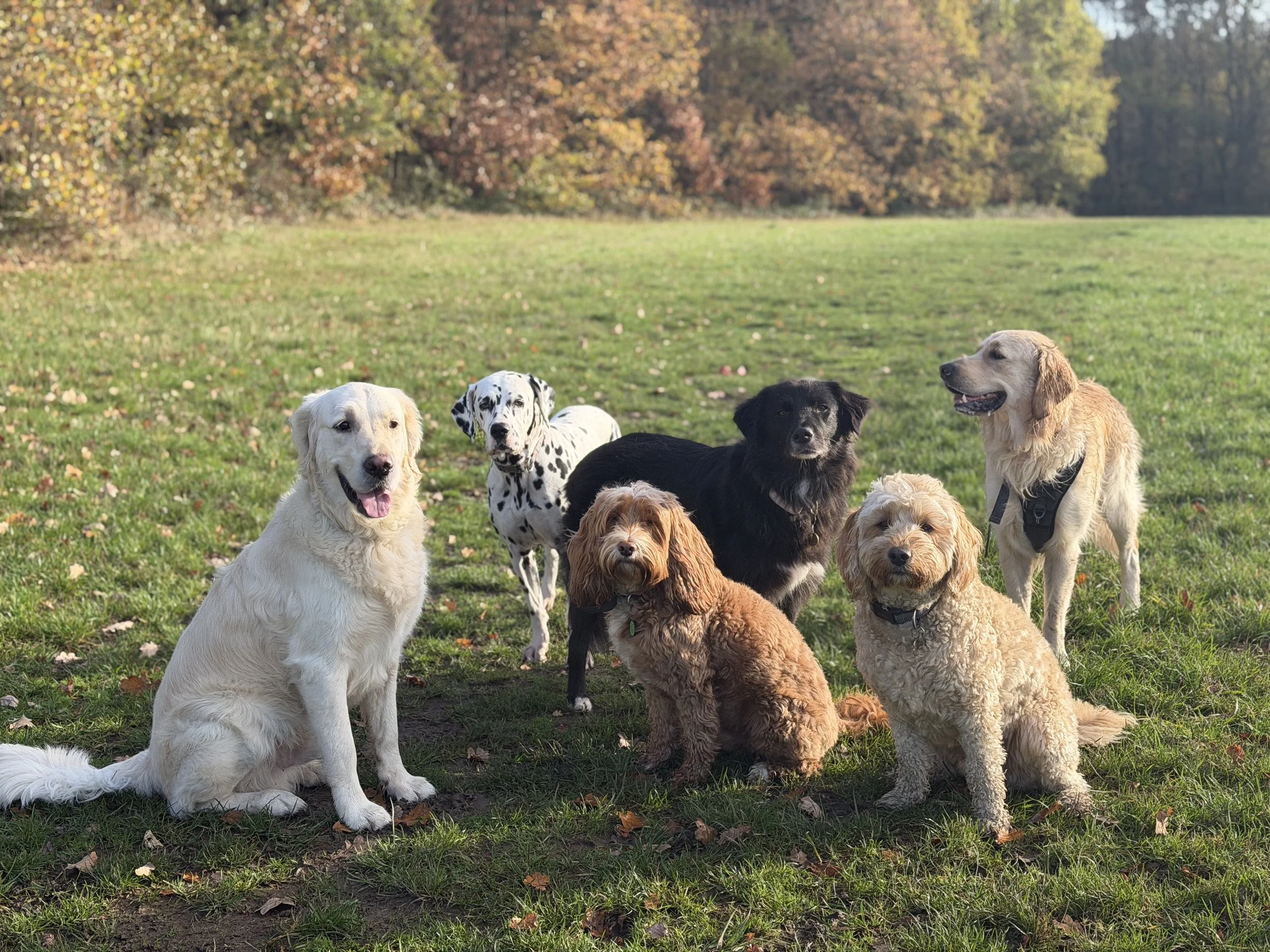 A group of nine dogs of various breeds sitting on grass in a park during autumn, with colorful fall trees in the background.