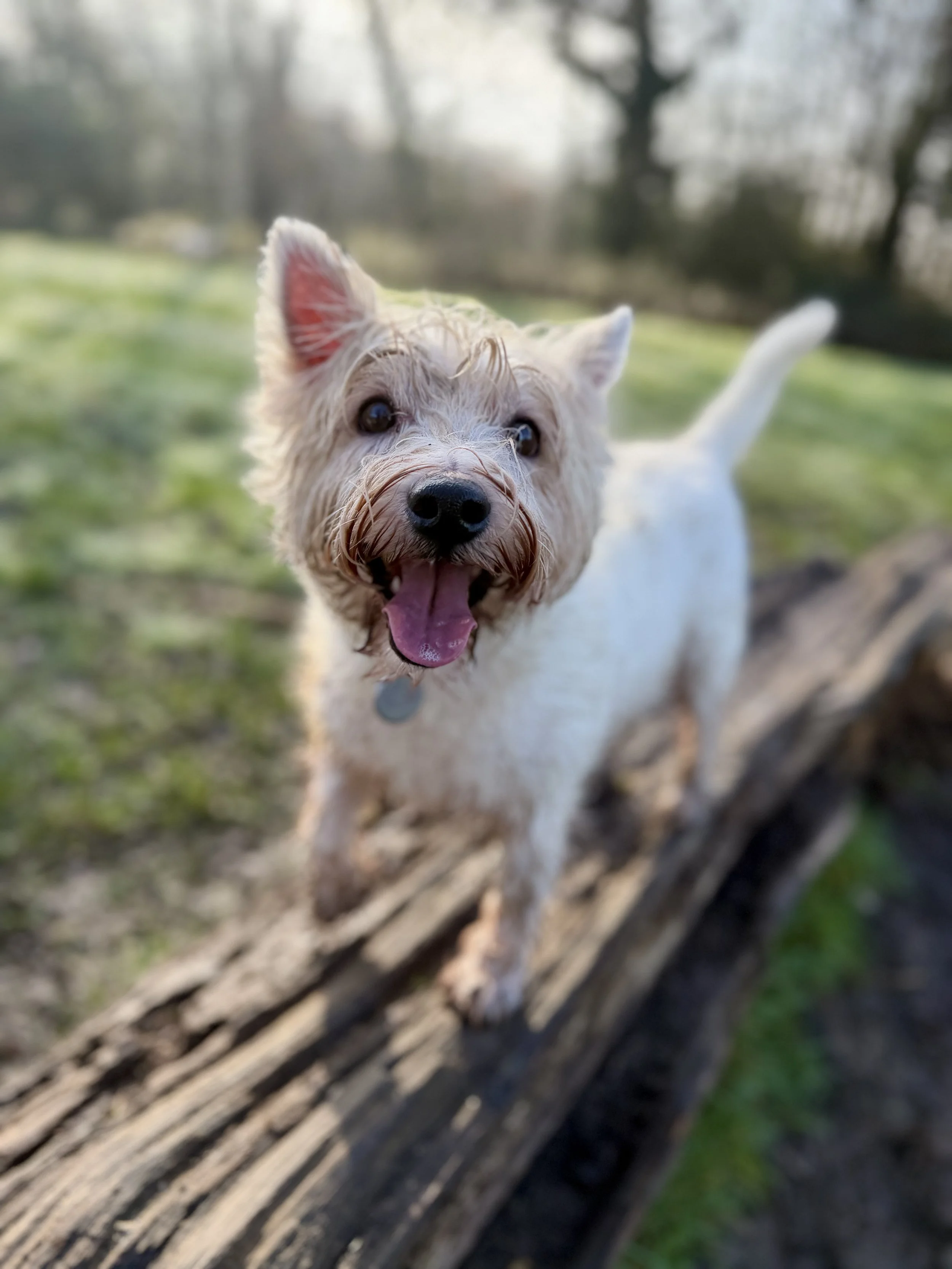 A small white dog with tan markings, smiling with tongue out, standing outdoors near a fallen tree with blurred background of trees and grass.