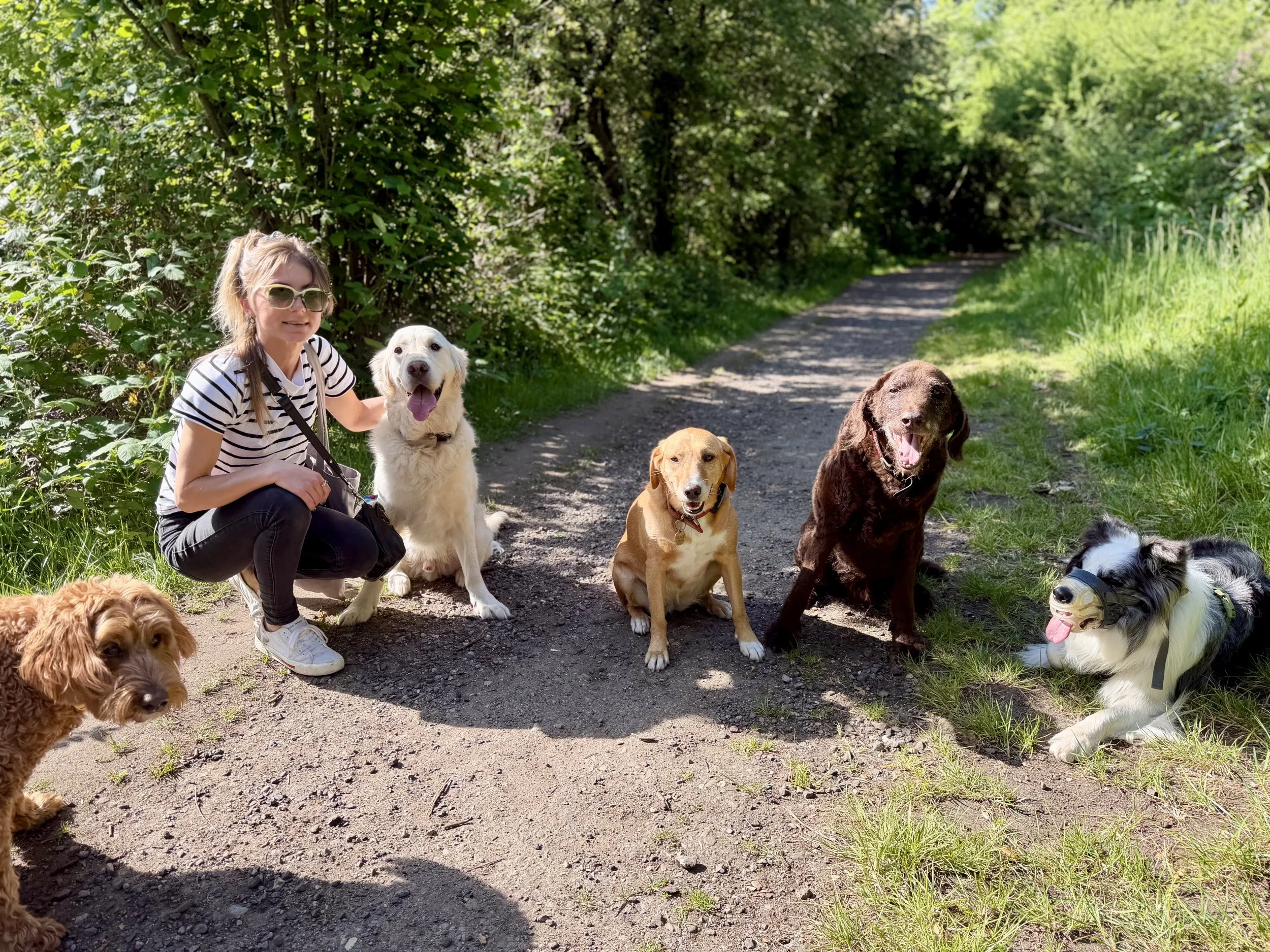 A woman wearing sunglasses and a striped shirt kneels on a gravel path in a wooded area, surrounded by six dogs of various breeds and sizes.
