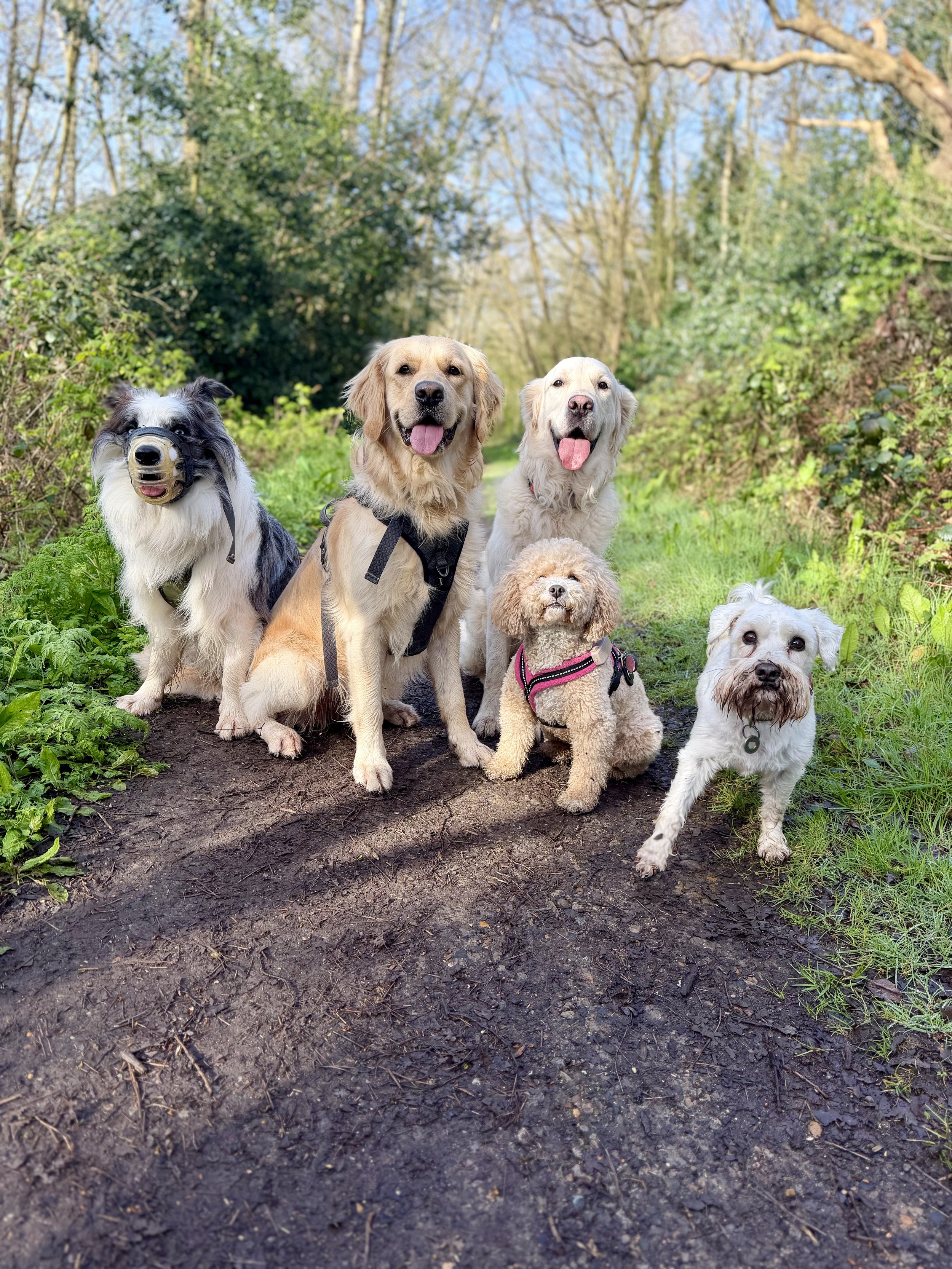 Group of seven dogs of various breeds sitting and standing on a trail in a wooded area on a sunny day.