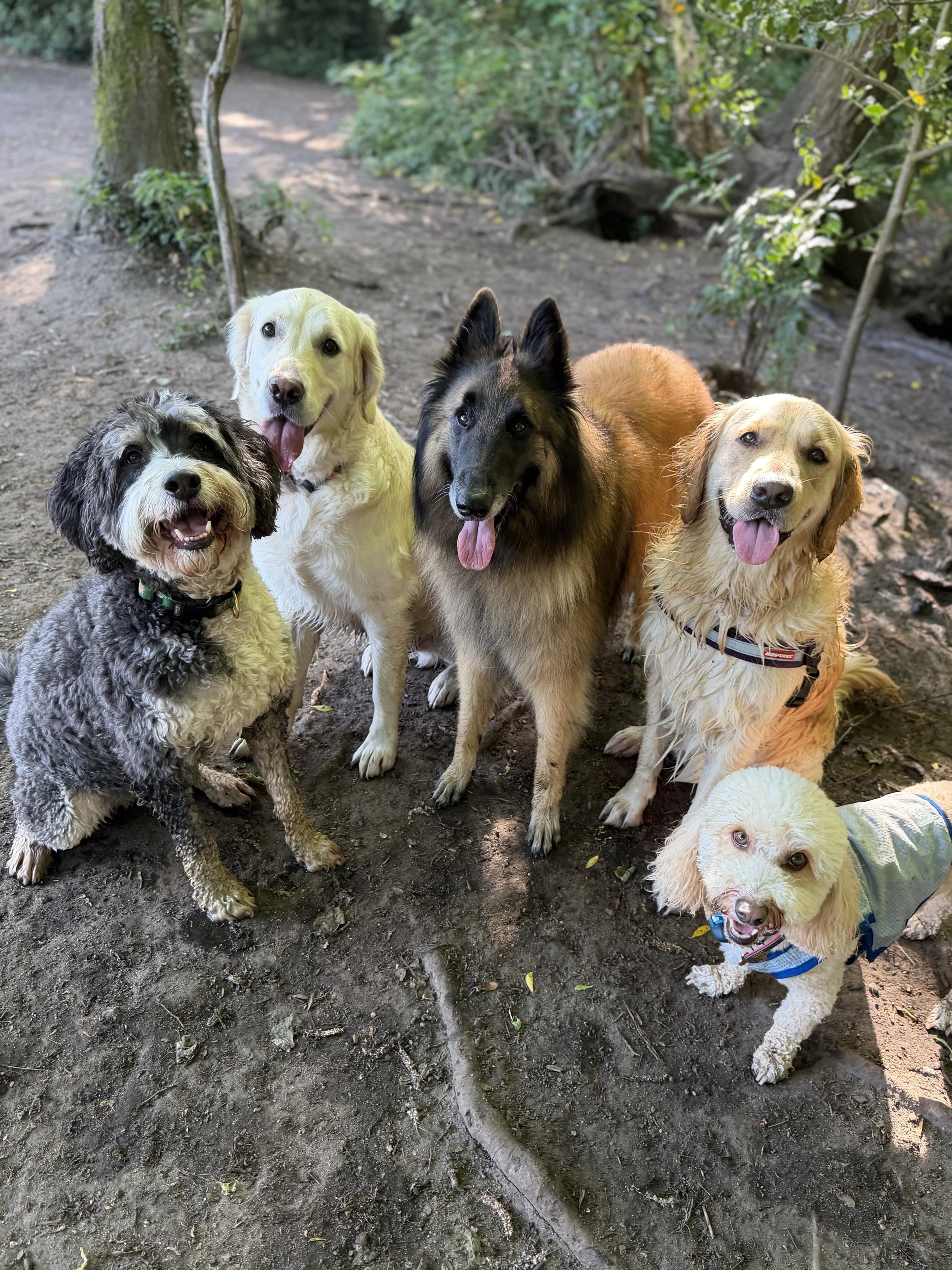 Six dogs of various breeds and colors standing outdoors on dirt ground with trees and bushes in the background.