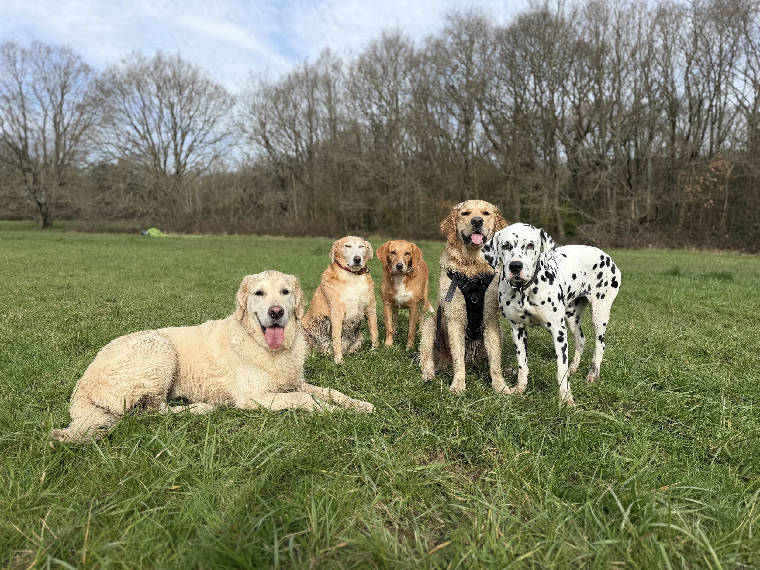 A group of seven dogs of various breeds and sizes standing and lying on a grassy field with trees and a cloudy sky in the background.