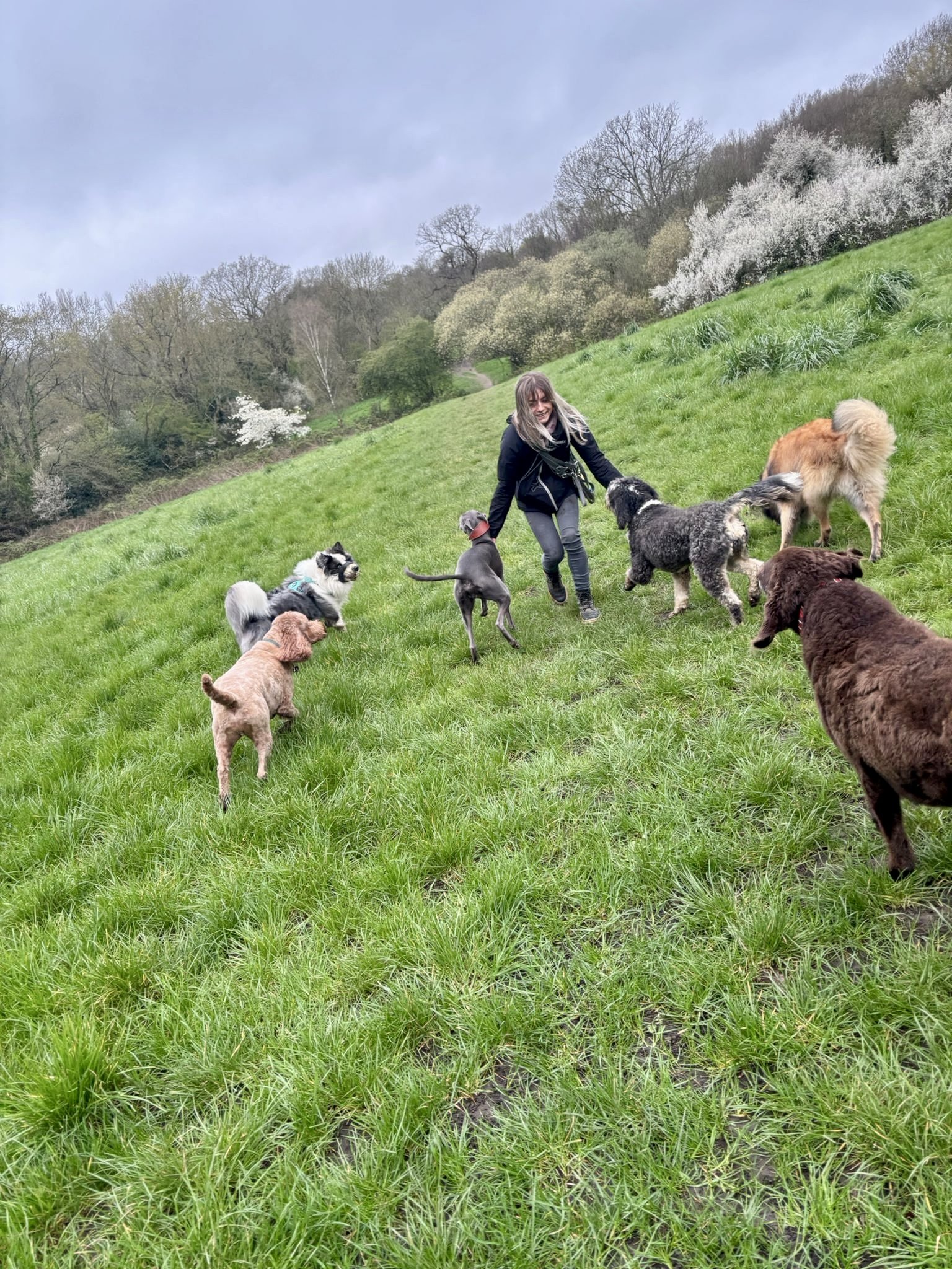 A woman surrounded by multiple dogs on a grassy hillside during daytime with leafless trees and blooming trees in the background.