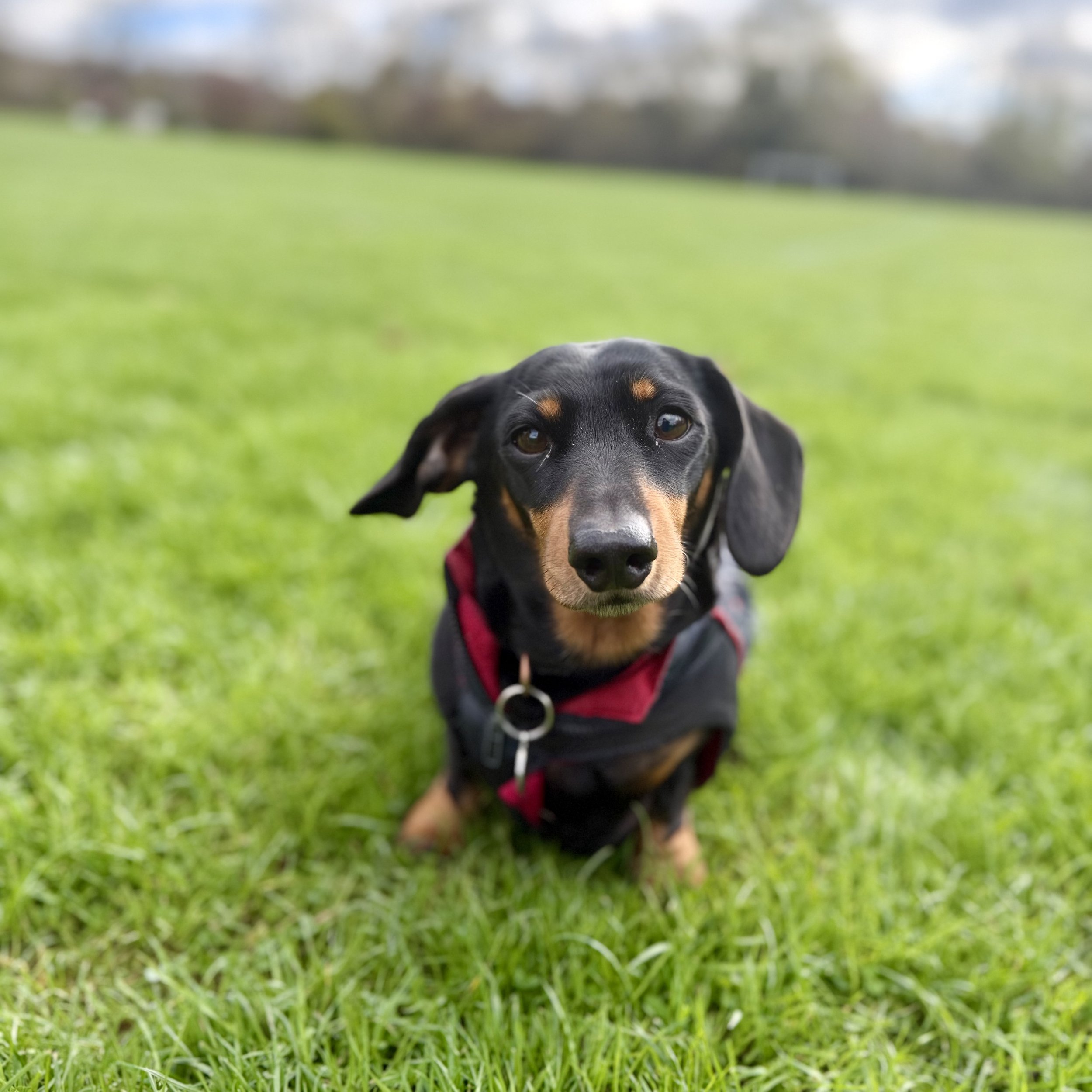 A black and tan Doberman puppy lying on the grass with a blurred background of trees and sky.