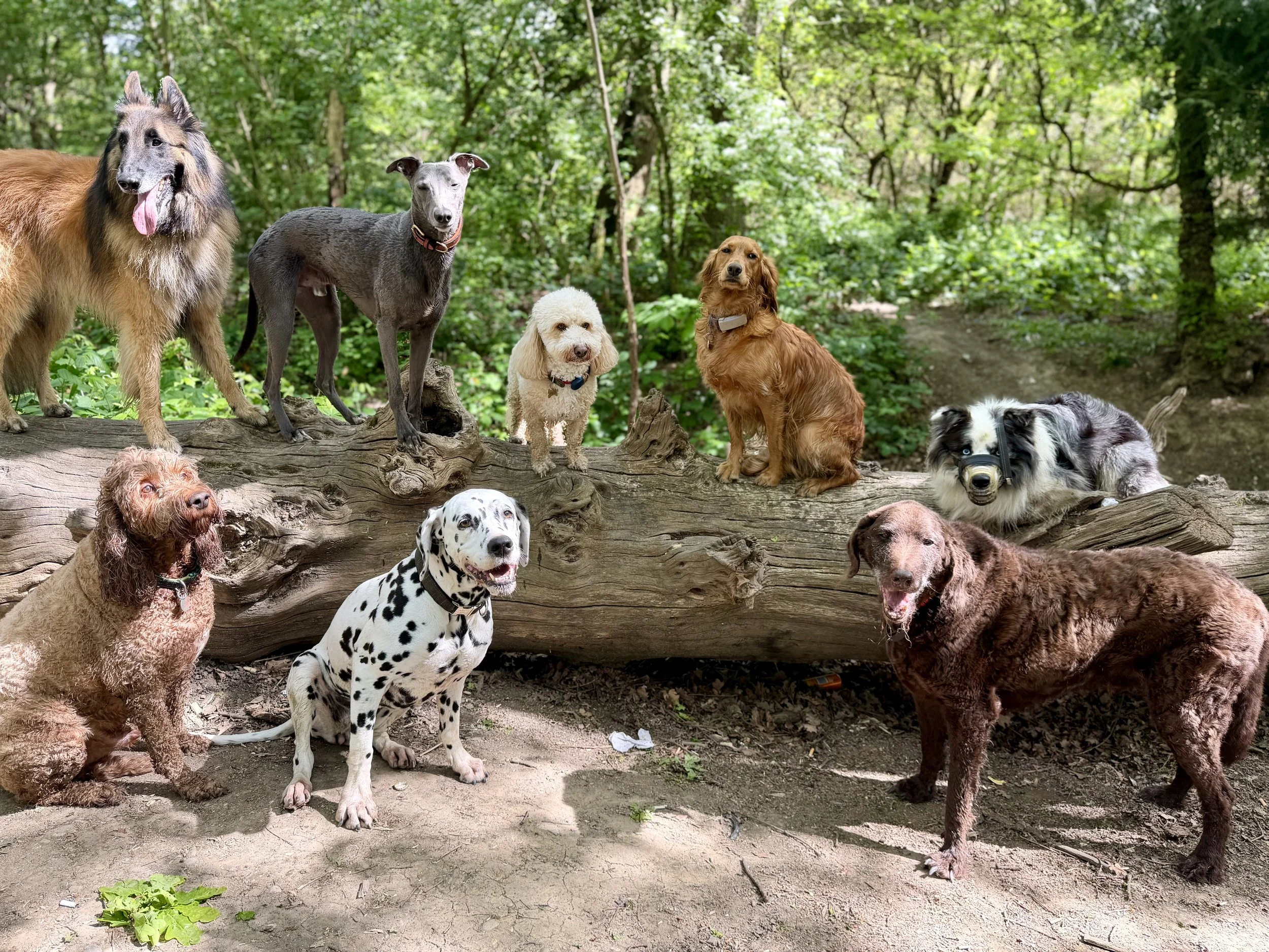 Multiple dogs of various breeds, sizes, and colors standing outdoors on a log and ground, with a green forest background.
