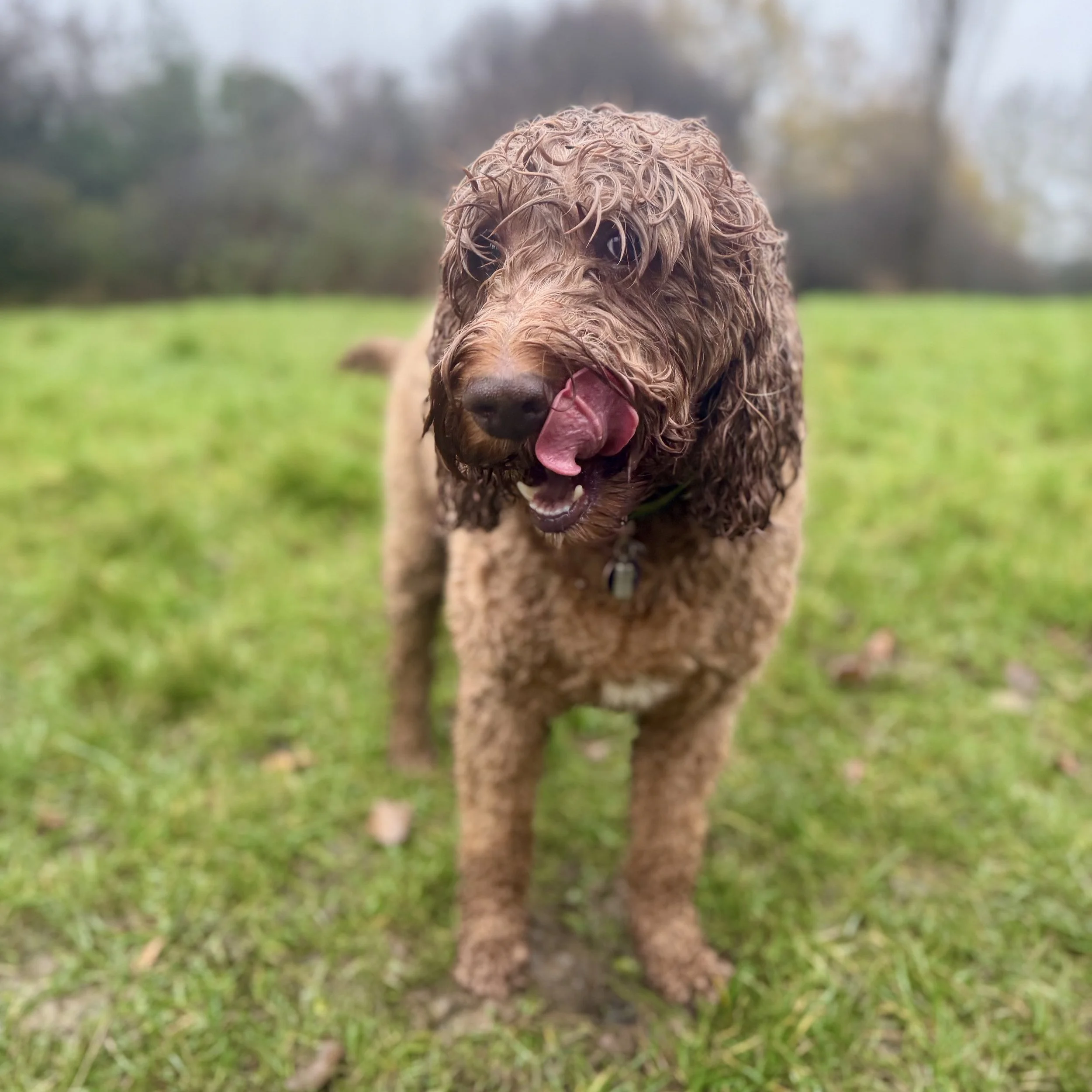 Close-up of a wet, curly-haired dog with tongue out on a grassy outdoor area with blurred trees in the background.