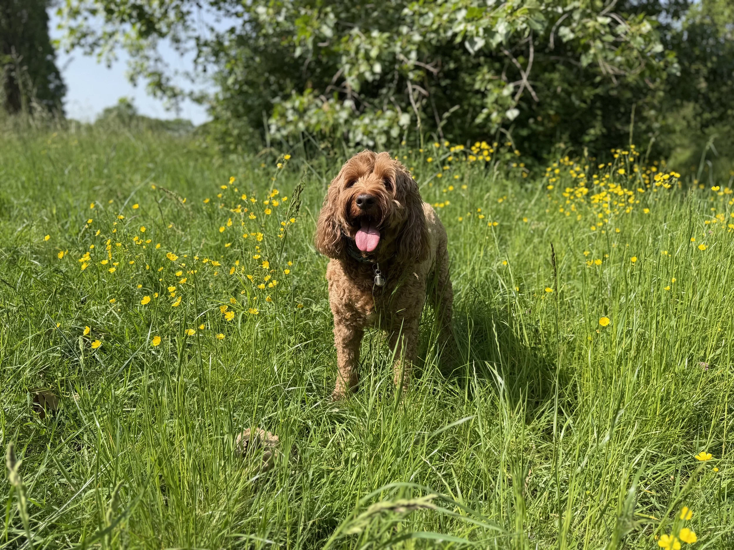 A brown dog with curly fur and floppy ears sitting in a grassy field with yellow flowers and greenery in the background, sticking out its tongue.