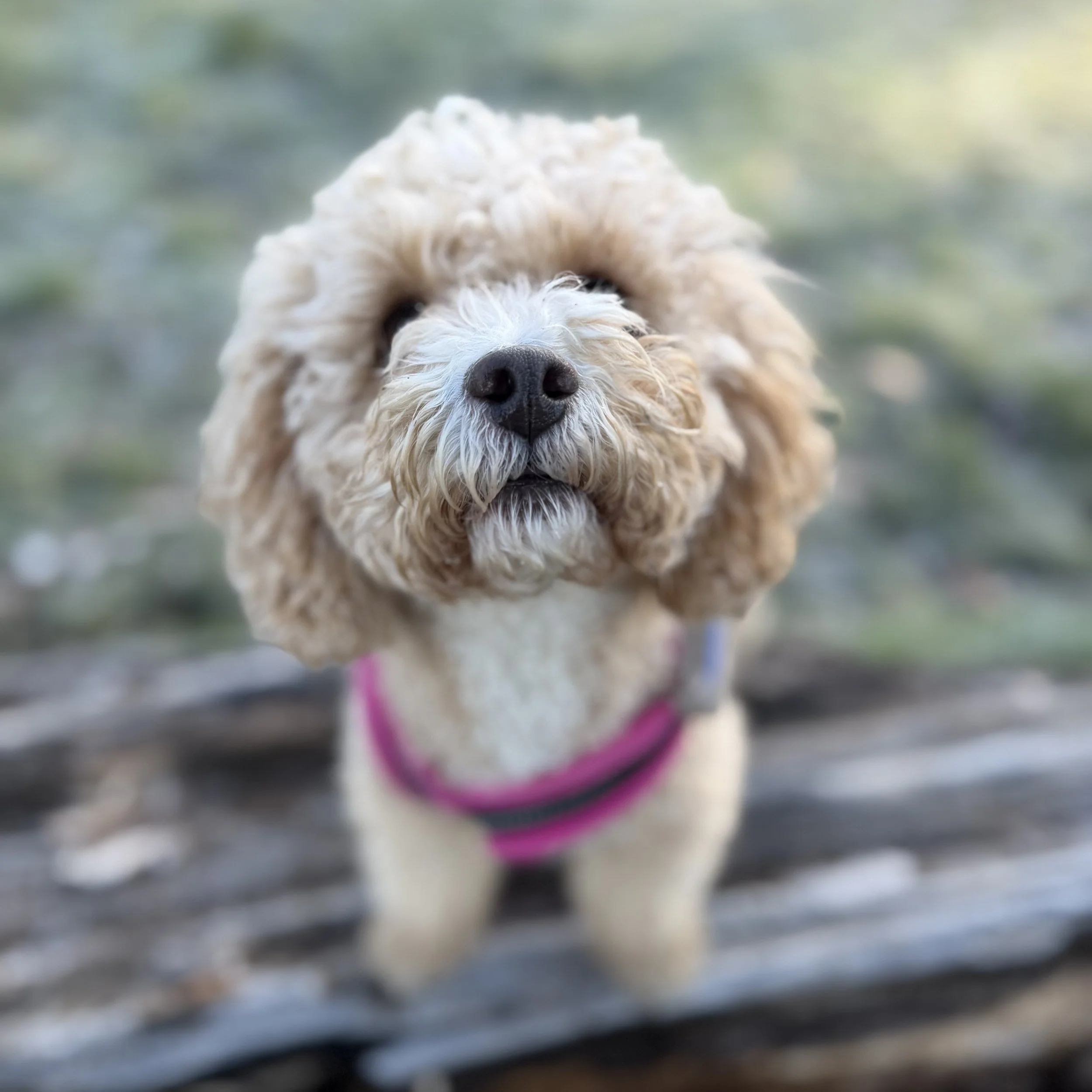 Close-up of a fluffy white dog with curly fur, wearing a pink harness, standing outdoors on a blurred background.