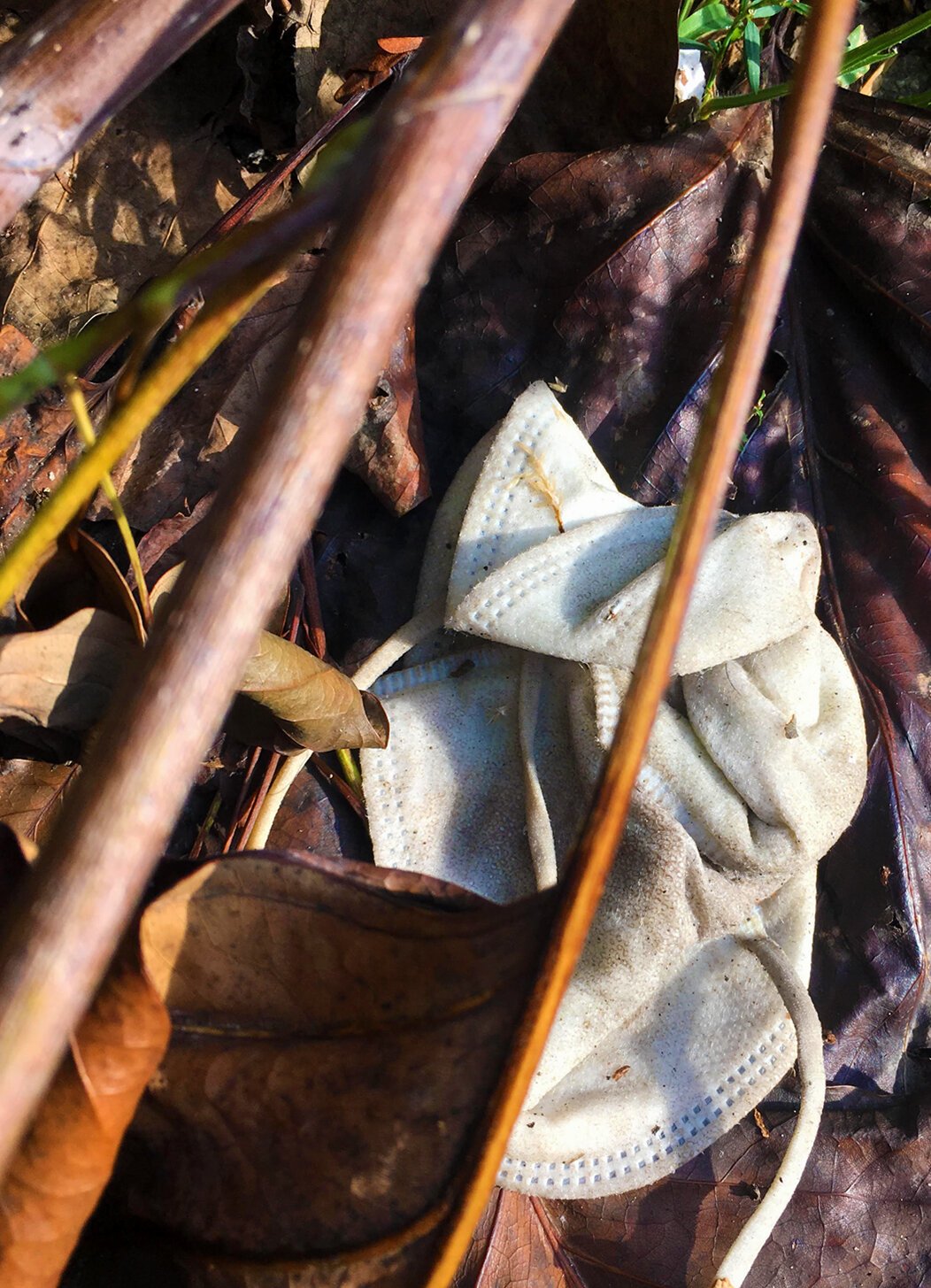 Underleaves.jpg
