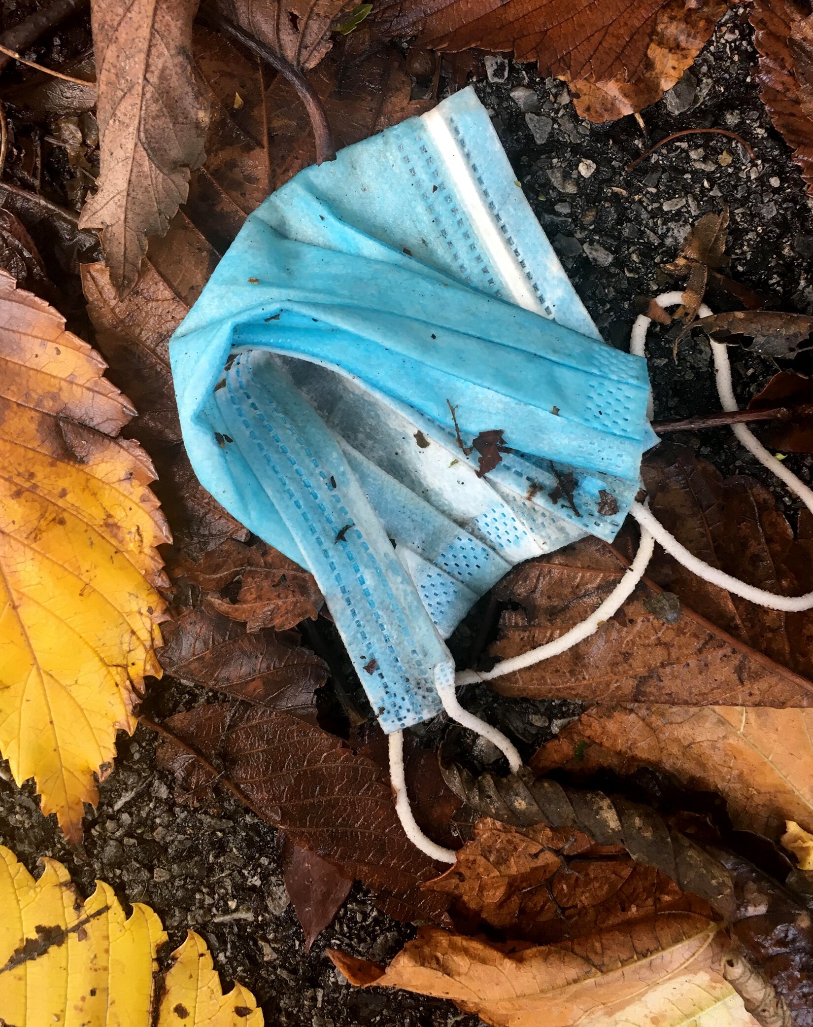 LowResWetLeaves.jpg