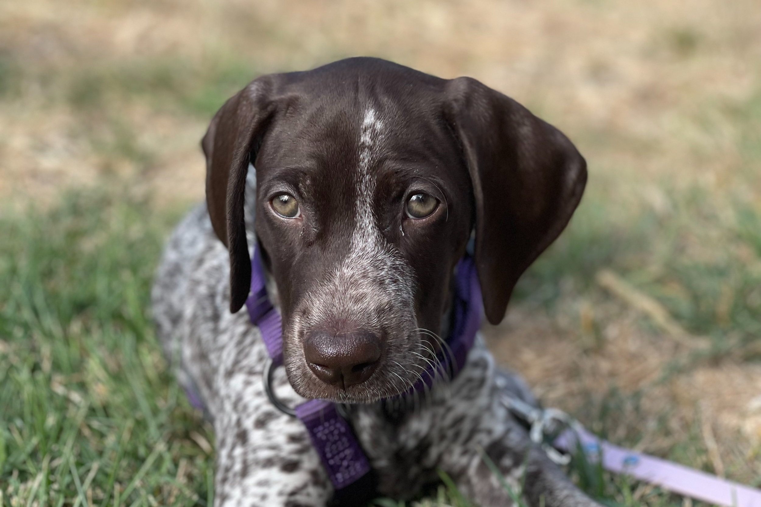 anyone have a german shorthaired pointer