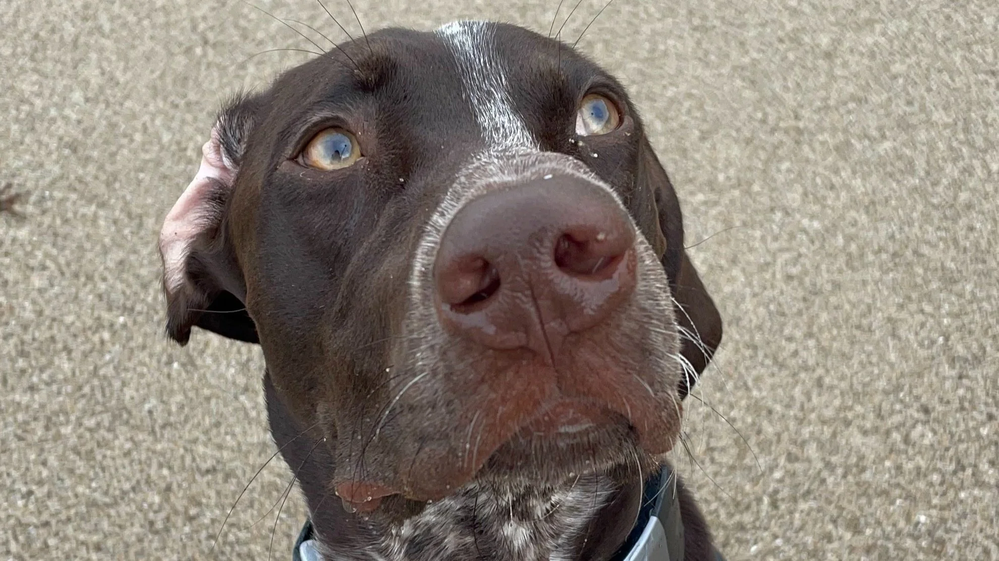How Much Should I Feed My Gsp Puppy