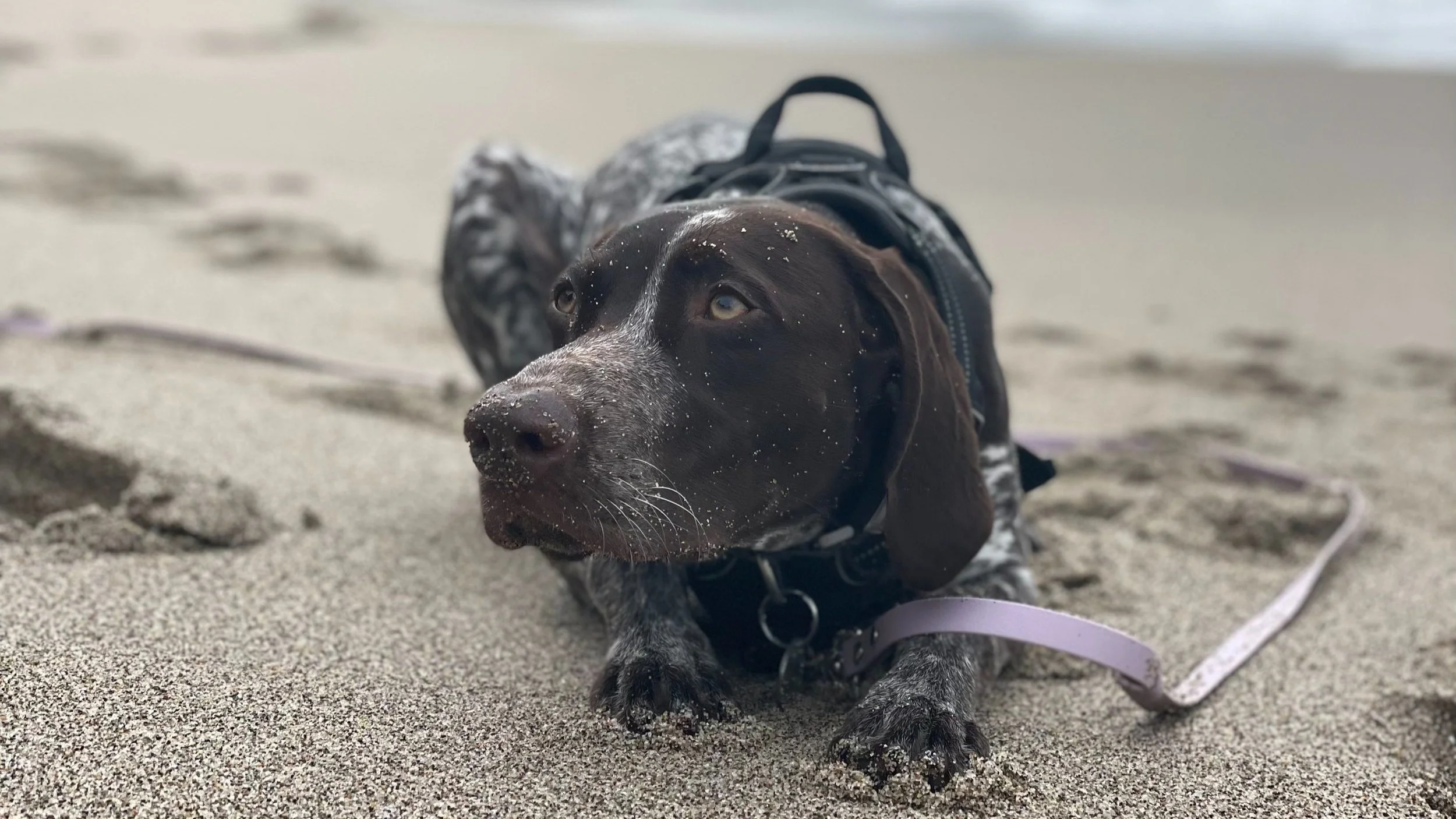 How Much Should I Feed My Gsp Puppy