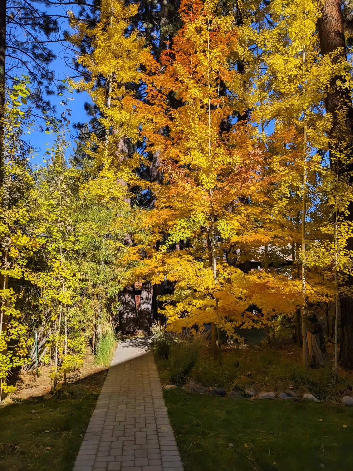 The aspens were GLOWING around the property this morning! ✨🫶🥰