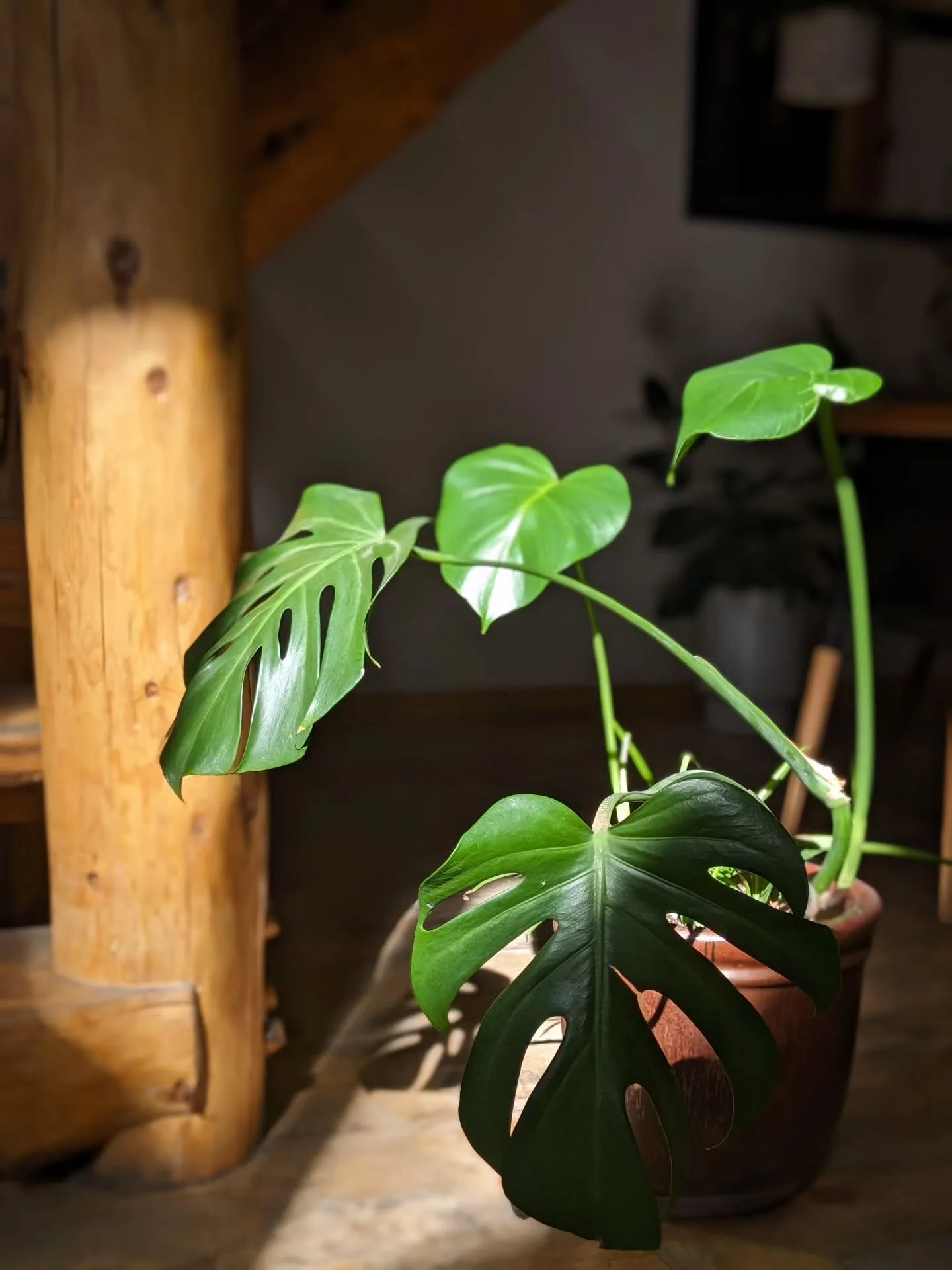 Afternoon light in the main lodge. ✨ Cozy plant vibes + happy hour from 5-7 pm daily! Wine, beer and non-alcoholic cocktails.