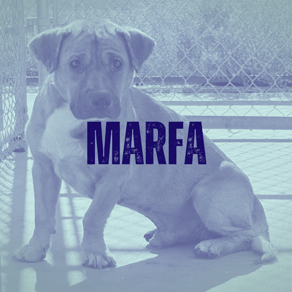 Sit for Marfa Animal Shelter Pets