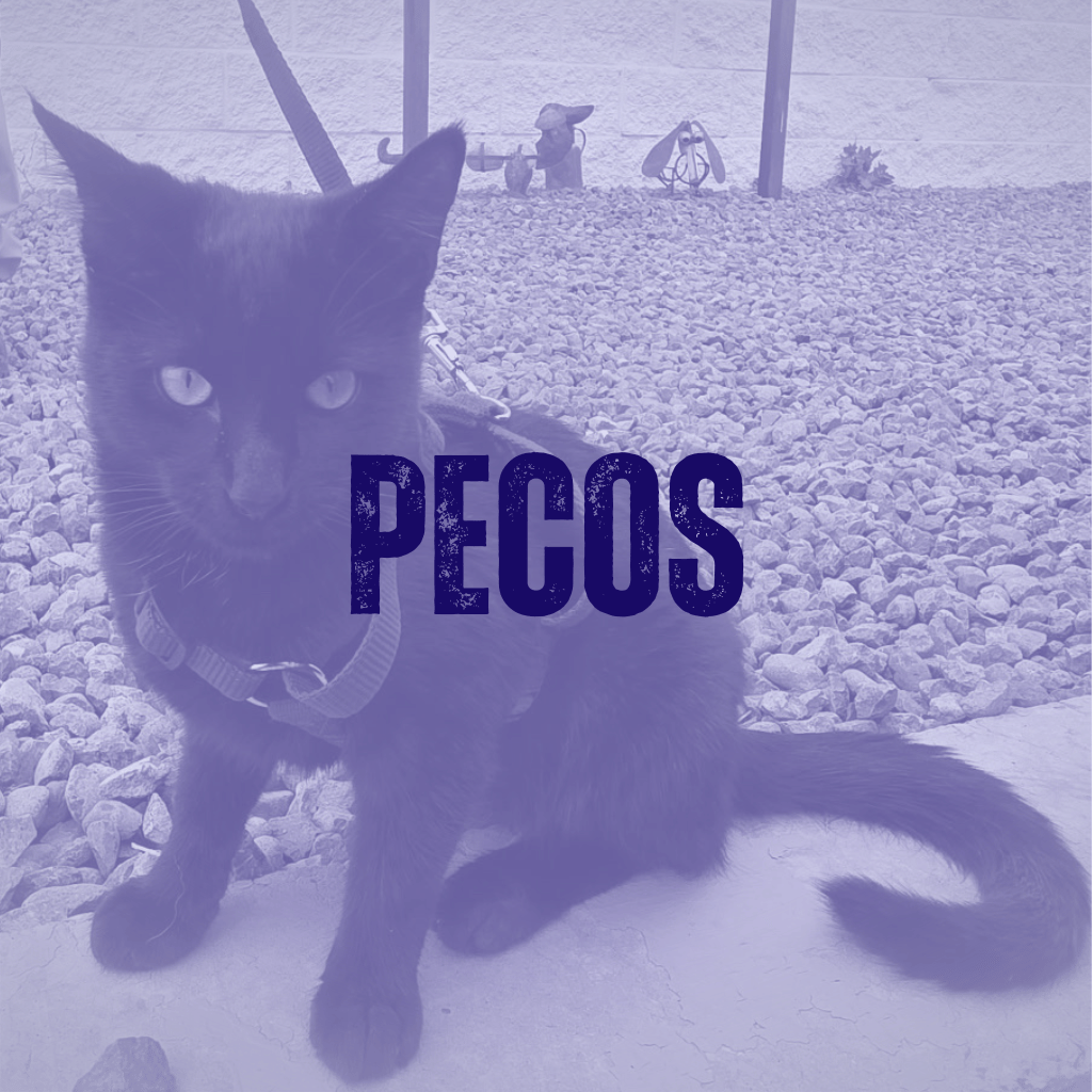 Sit for Pecos Animal Shelter Pets