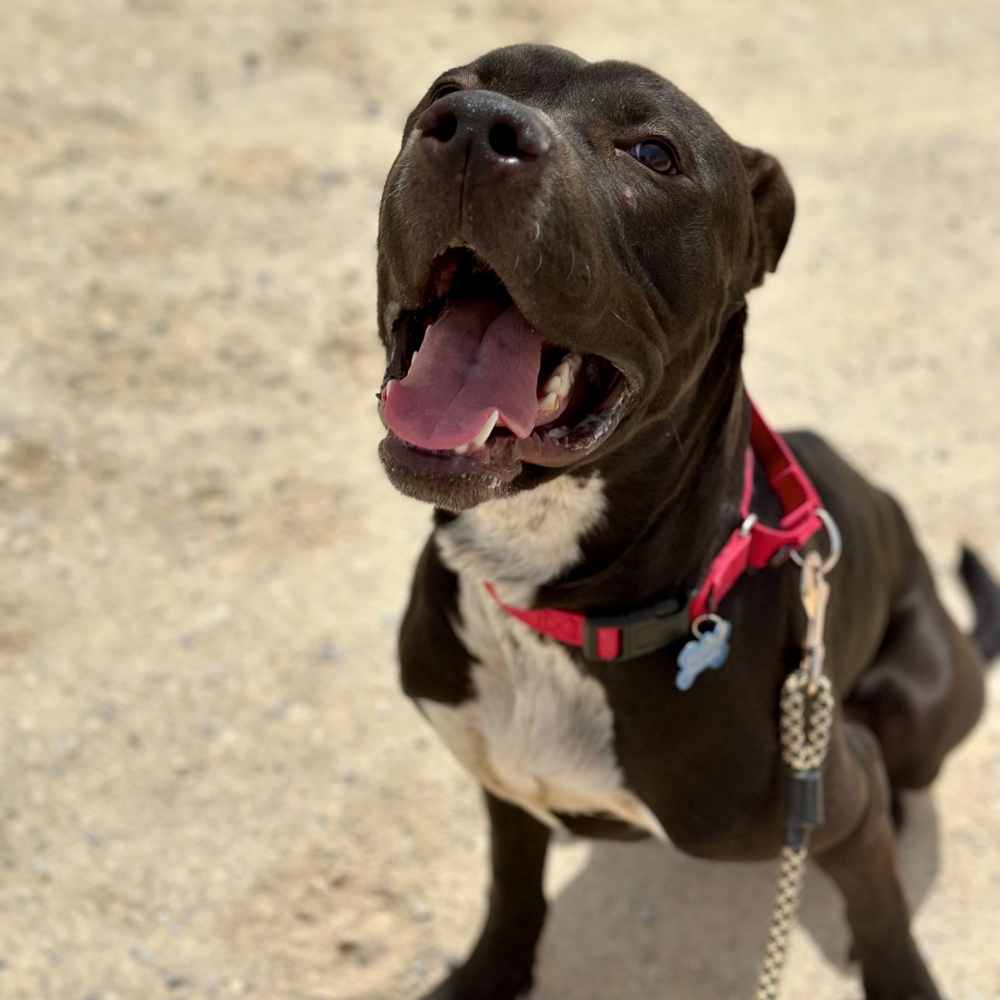 Big, bouncy Biscuit needs a foster shift- and stat. He&rsquo;s a fully vetted 3 year old gangly spazzy underdog who loves people and other dogs. If anything, he&rsquo;s got an excess of joie de vivre and would love a yard to romp in, an active person