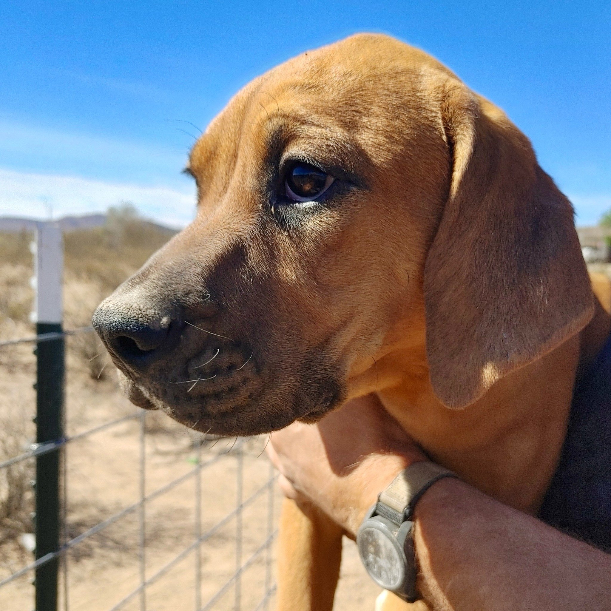 By the slimmest of margins (and don&rsquo;t hold us to it, it could change any minute) Pringle is our pick of the litter. This sweet boxer mix pup needs a great home. She&rsquo;s just shy of 6 months old and weighs 30 lbs. Reach out about adoption! (