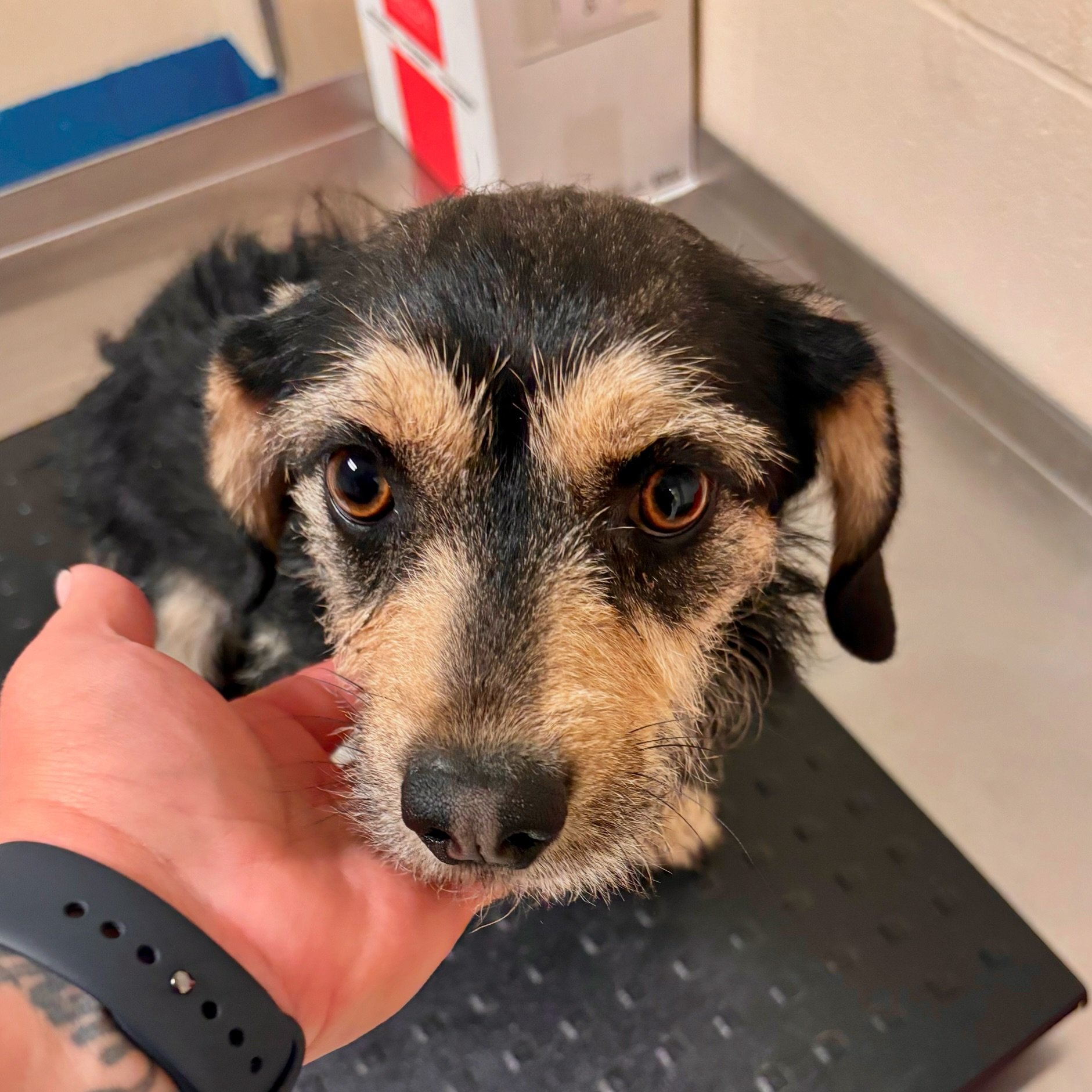 This shy boi is very distressed to find himself in a shelter after losing his guardian. Are you signed up to foster? We&rsquo;d love to get him in a home and feeling better. Got a resident dog? That&rsquo;s a plus! Reach out for our foster survey and