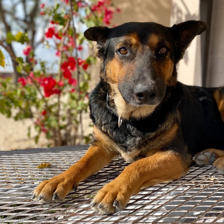 Beautiful, shy, gently May is looking to trade her foster home for a forever home. May would do best in a home with another confident dog and calm routines. May loves long walks and indoor living. She is quiet, easy going, feline approved, and her ho