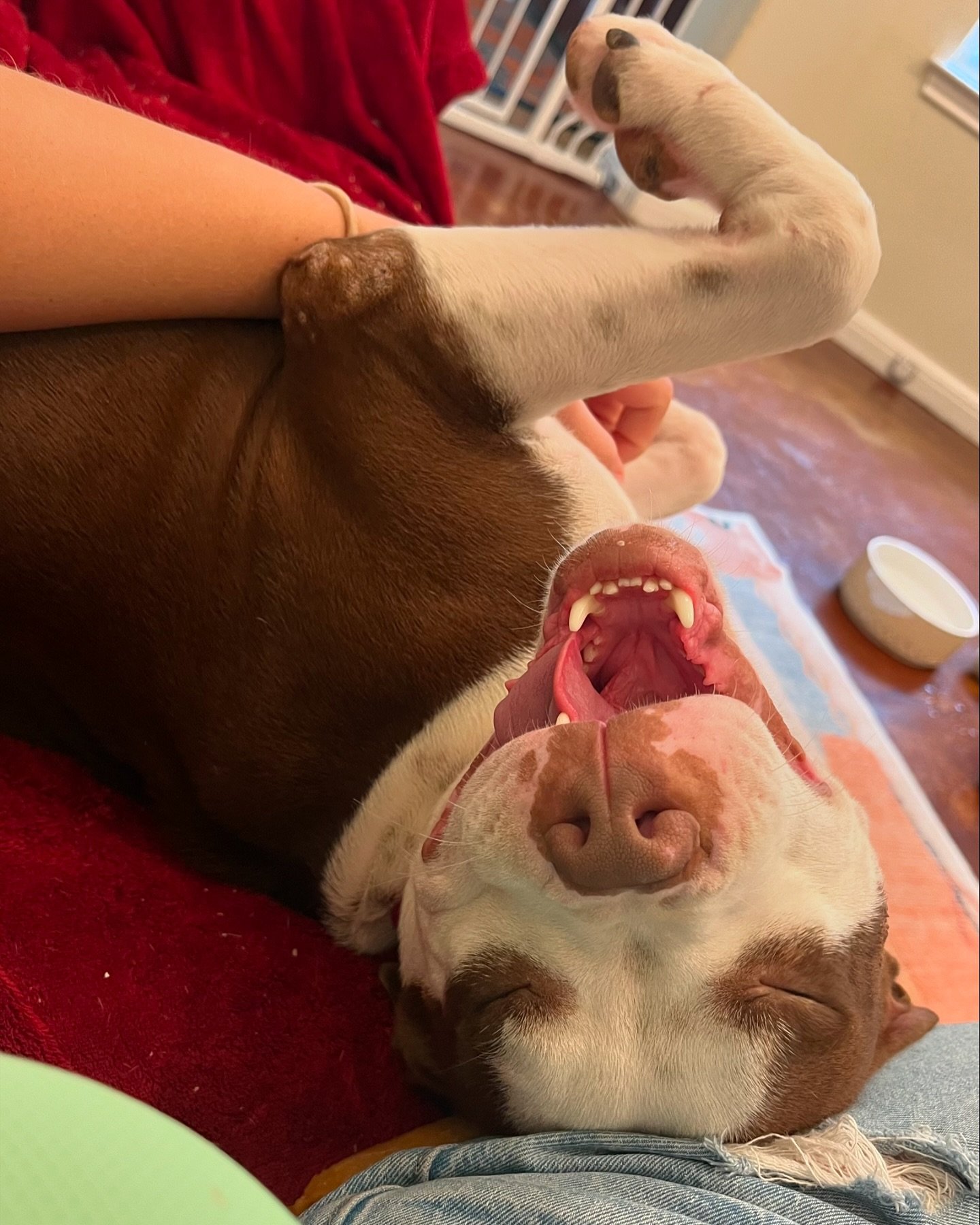 What is rescue success? FACT: It&rsquo;s not how many dogs you save, it&rsquo;s how many people you inspire to help. We are in awe of the capacity of @austinpetsalive, whose network of helpers defies even the most hopeful imagination. They connected 