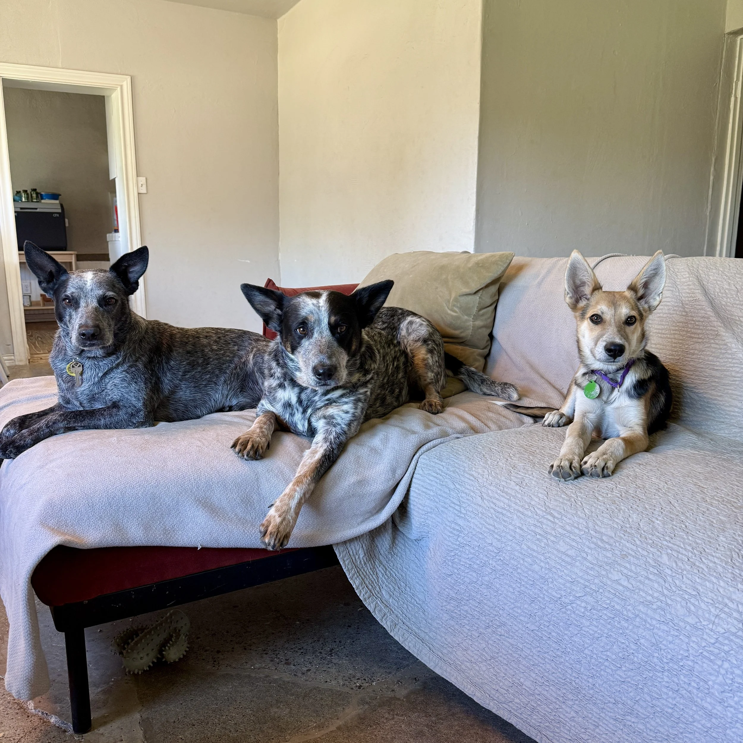whiskey_dog_group_photo_01.jpg