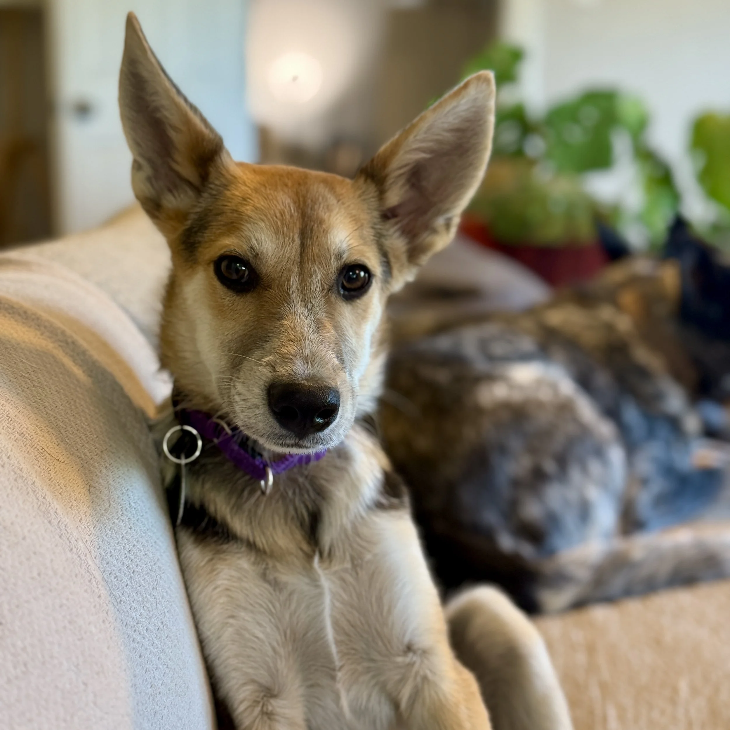 whiskey_portrait_01.jpg