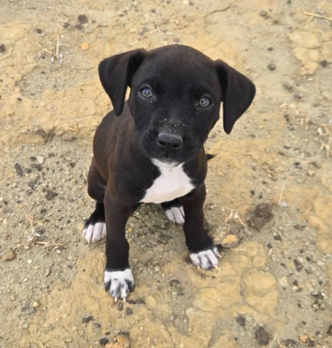 We&rsquo;re down to just a handful of pups (and a couple older dogs) from the Terlingua Ranch cruelty case. It has been SUCH a pleasure to help so many really loving dogs trade depravity for the spoiled comfort of foster and adoptive homes, both here