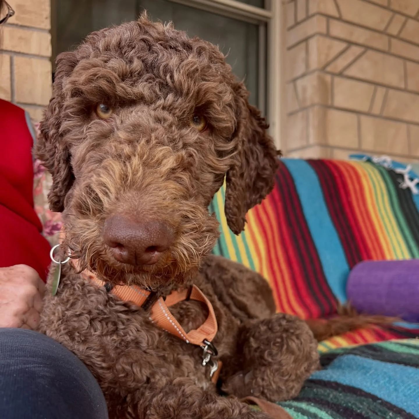 Can you believe it? The desert coughed up a poodley doodley - and he&rsquo;s *such* a good one!! 

Comet is just shy of a year old, weighs 50 lbs, and is all about balance (defying stereotypes, this one)!! He&rsquo;s snuggly without being needy, ener