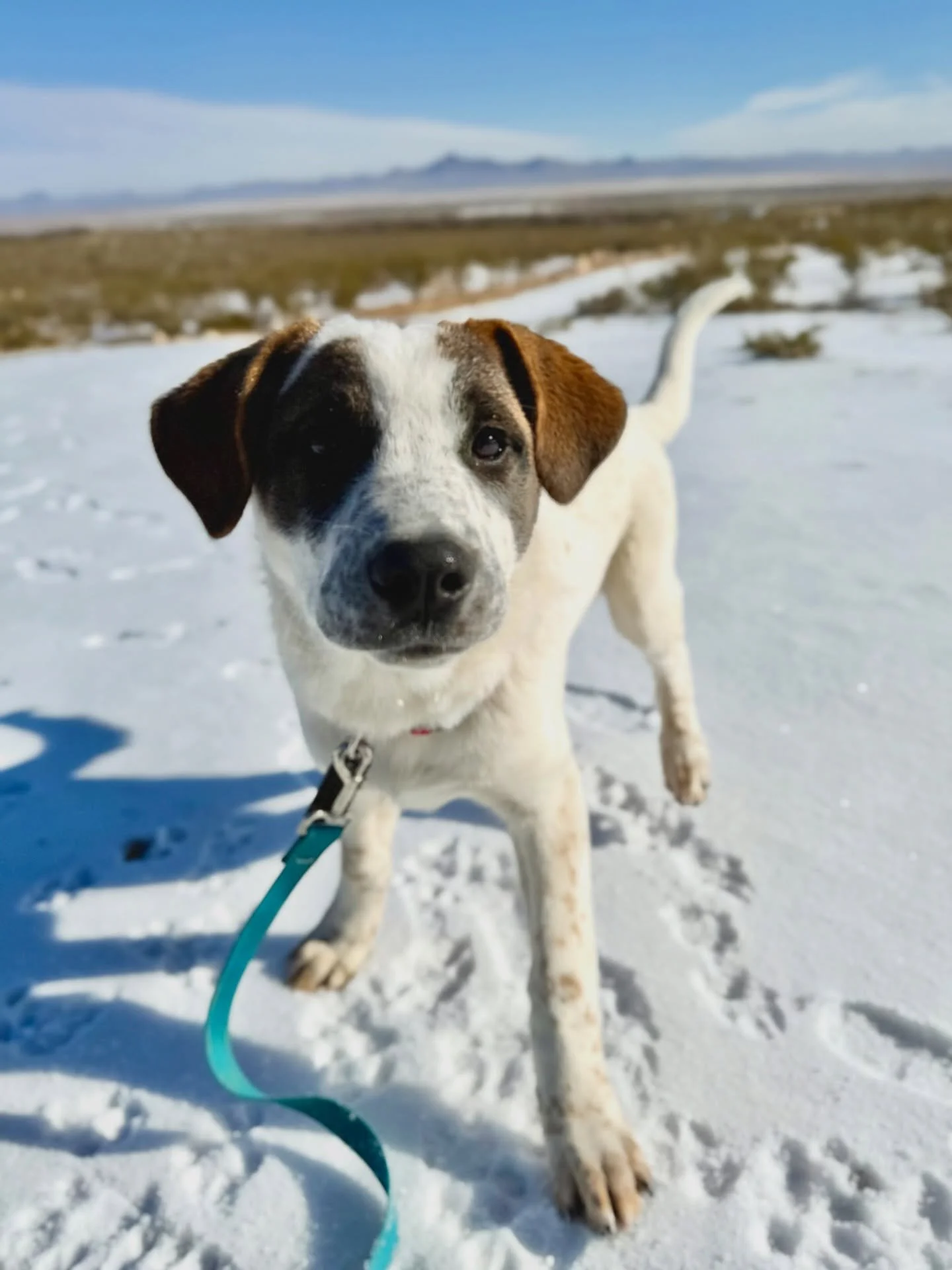We had a wintry weekend and our desert dogs all seemed to love it! Case in point: Tnemis! 

Themis is a 4-5 month old Anatolian shepherd mix who is playful, affectionate and always looking for her person. She&rsquo;s on a mission to love and be loved