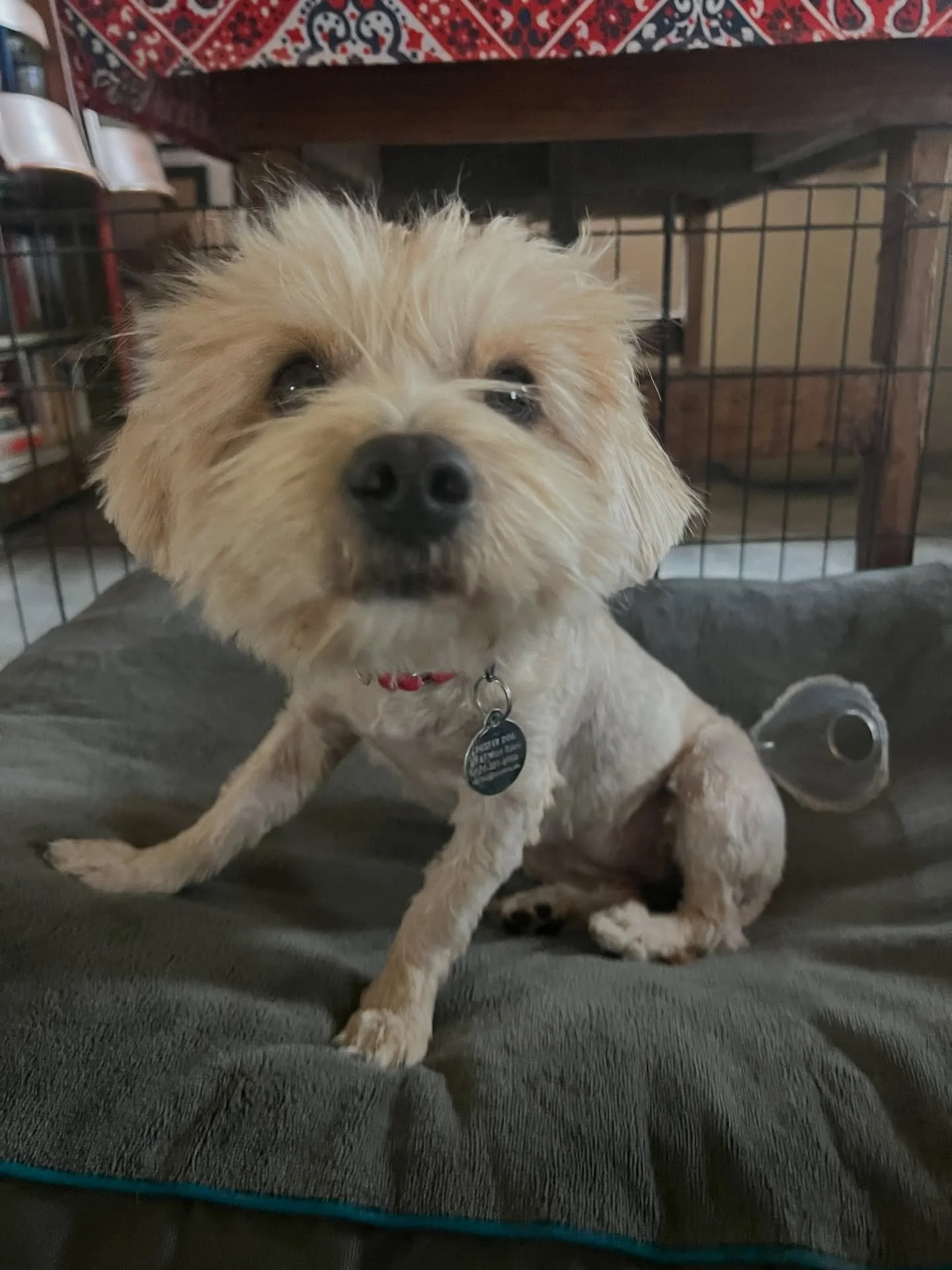 Dolly needs a forever friend! This lap-loving yorkie mix is only a year or so old and weighs 10 lbs. She lives for treats and dinner with her wet food topper (oh, the spins!!) and loves a calm, quiet snuggle. If you&rsquo;re looking for a dog who won